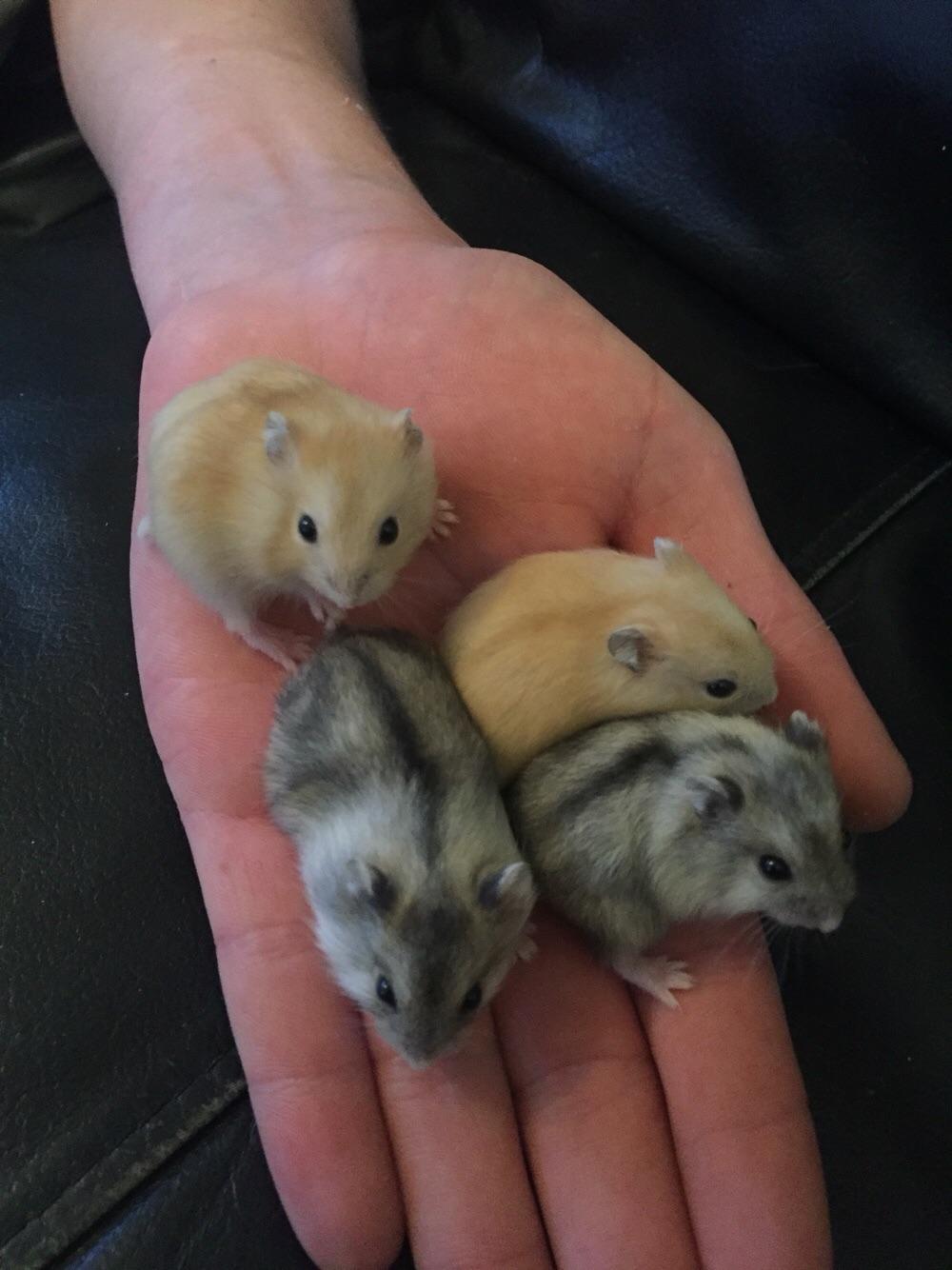 dwarf hamsters for sale near me