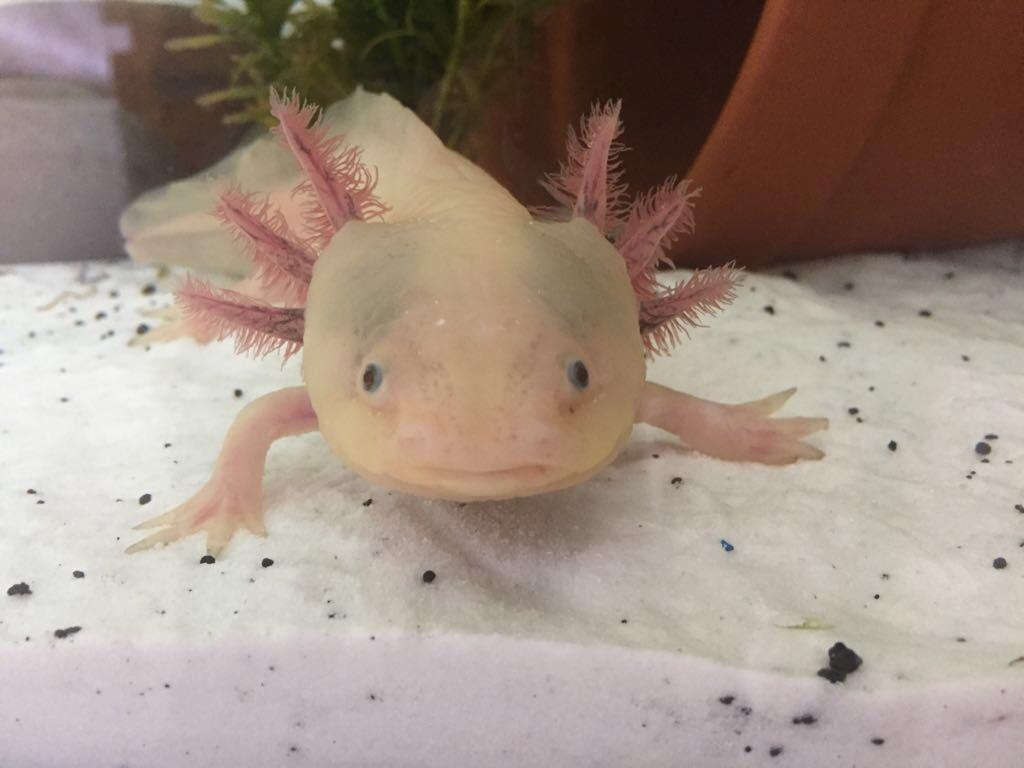 Baby leucistic axolotls in S44 Bolsover 