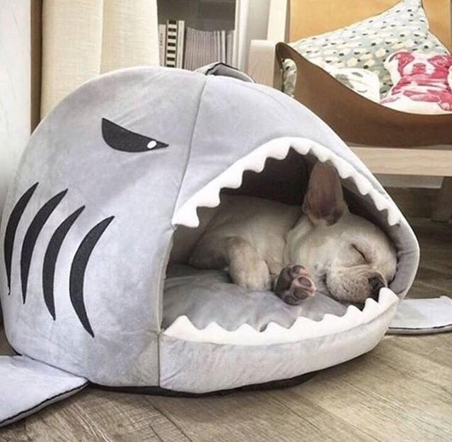 shark dog bed