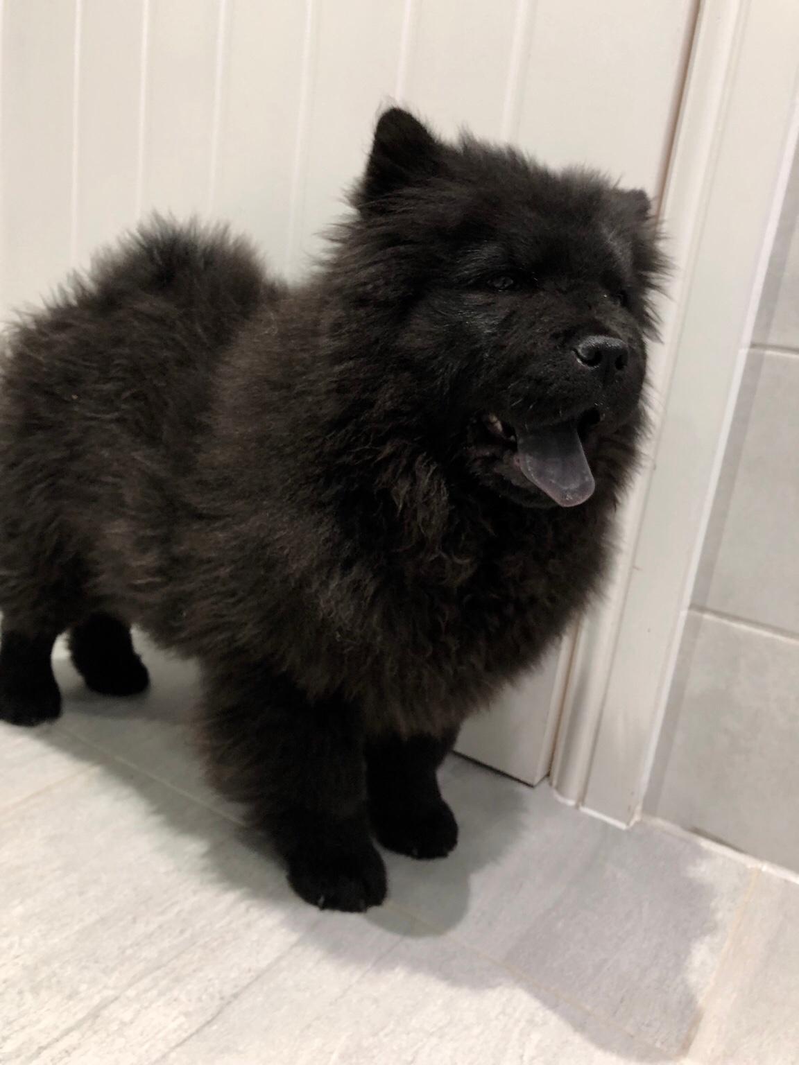 chow chow in black