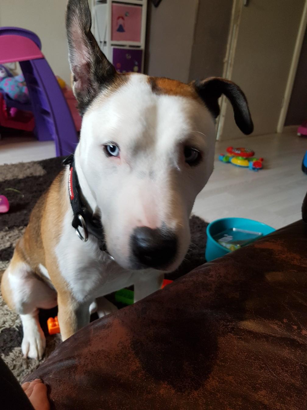 english bull terrier X staffy in Cannock Chase for £200.00
