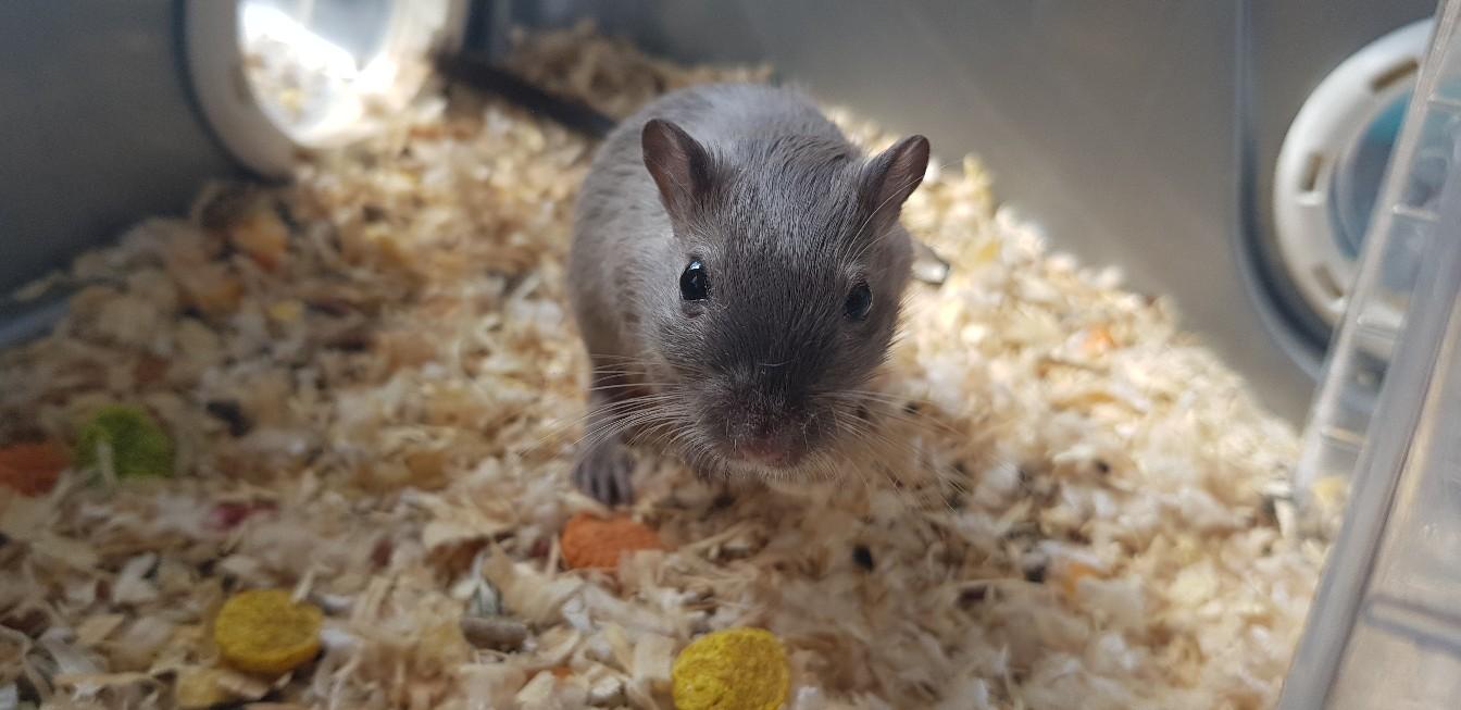 Baby gerbils in B63 Dudley for £8.00 for sale Shpock