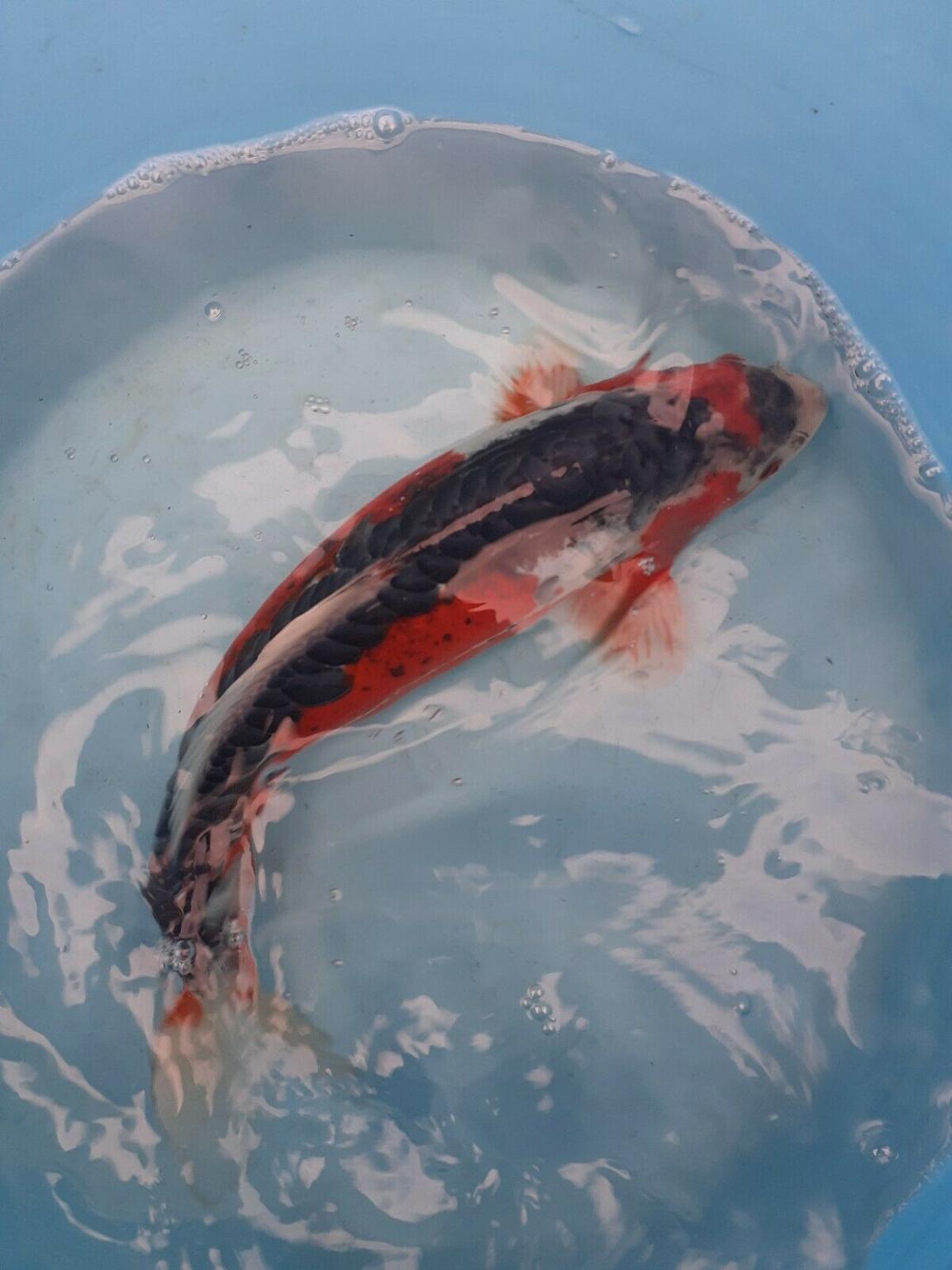KOI CARP FOR SALE in Shotton for £55.00 for sale | Shpock