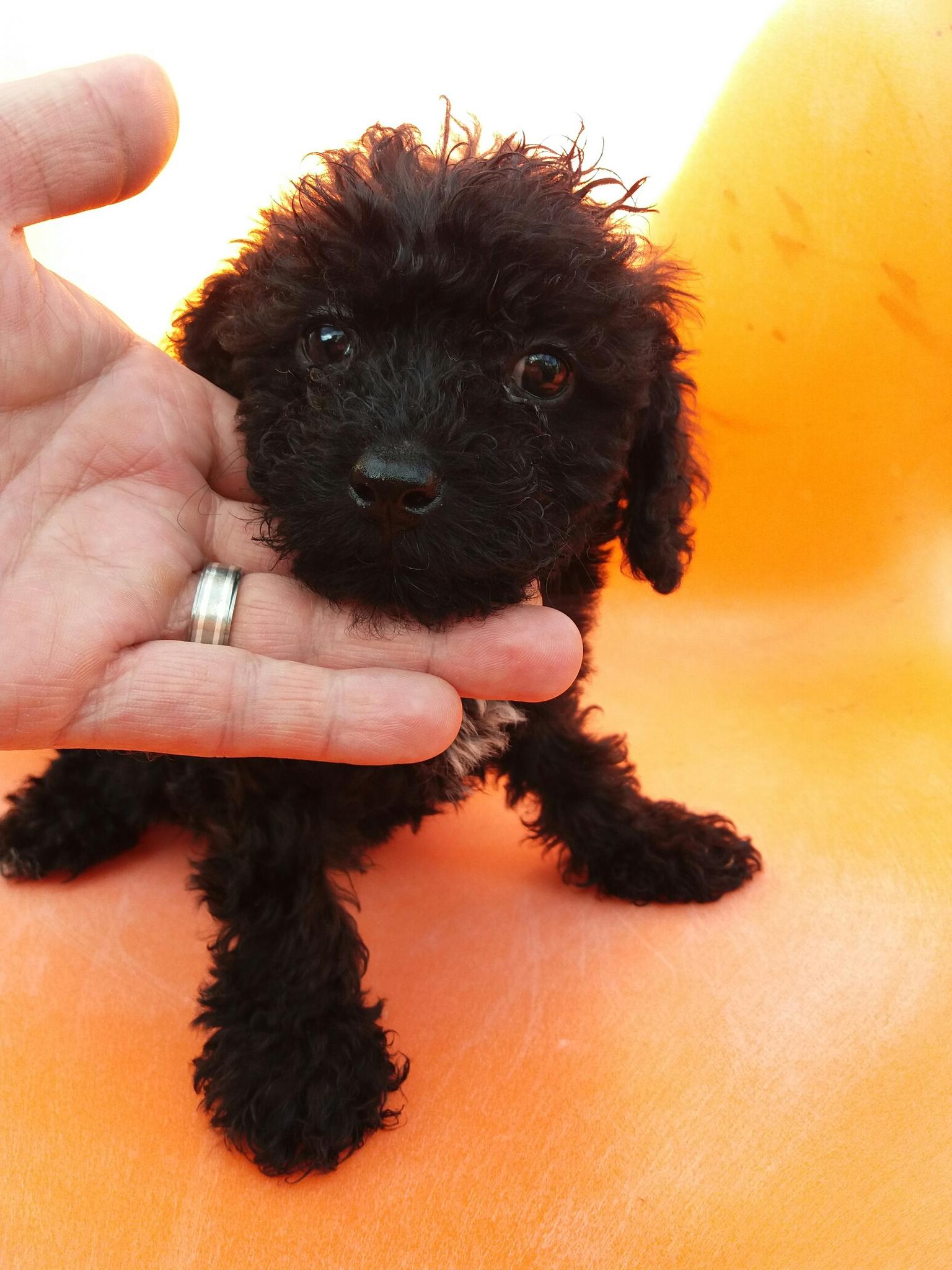 77+ Black Toy Poodle Puppy For Sale