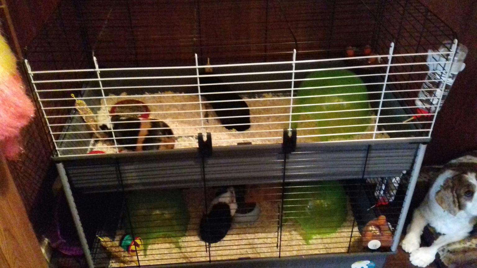 2 tier guinea pig cage