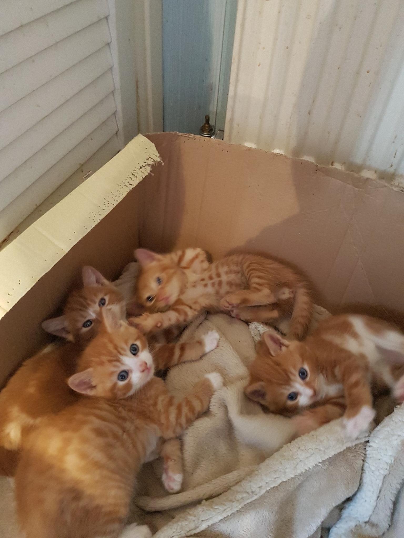 Ginger Kittens In Da11 Tilbury For 150 00 For Sale Shpock