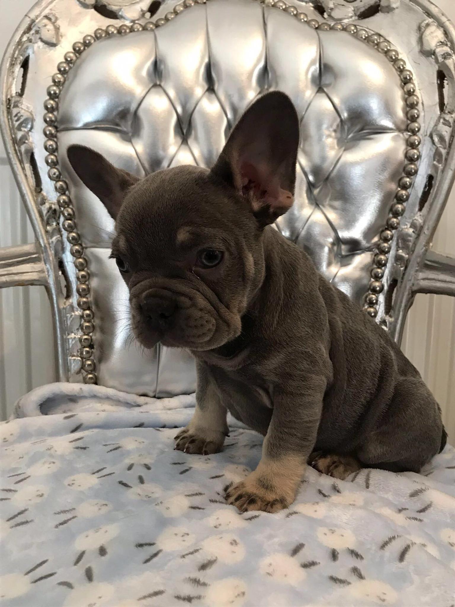 French Bulldog Puppies For Sale Under 1000 Bulldog Lover