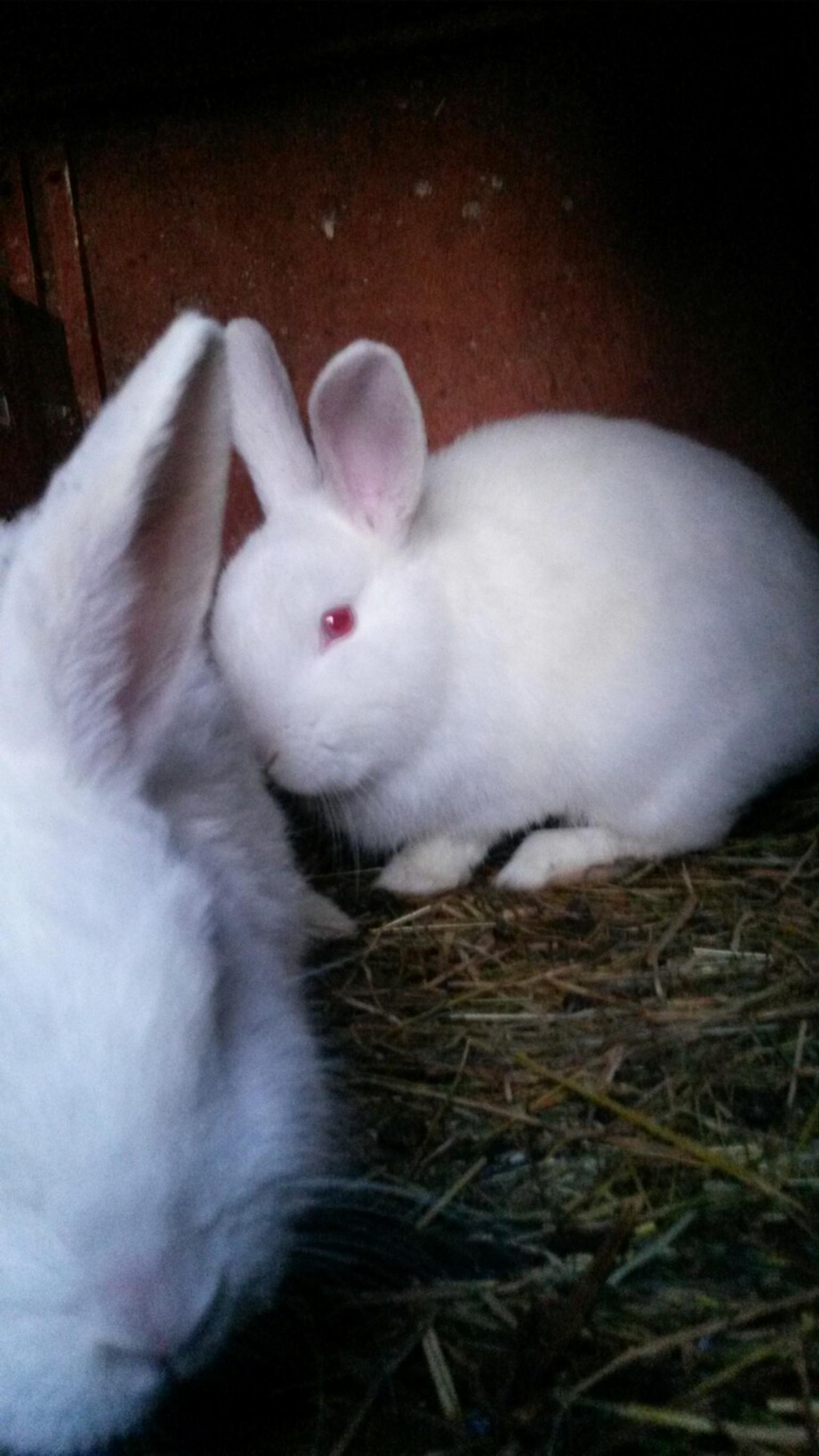 2 Albino Rabbits In Wolverhampton For 10 00 For Sale Shpock