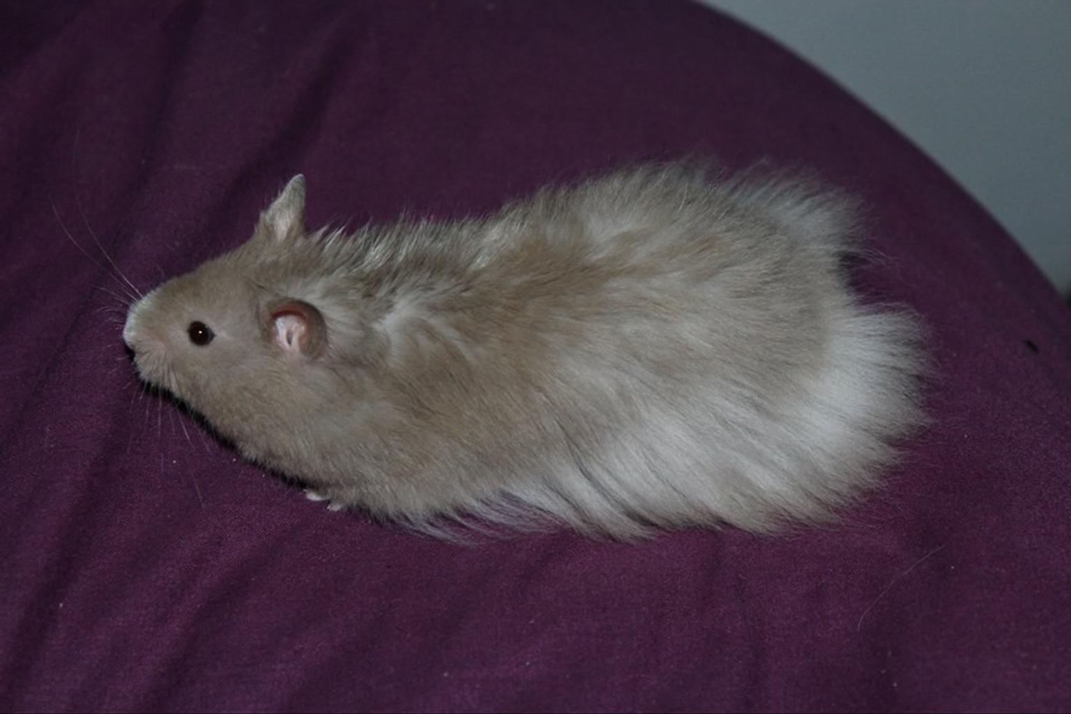 40 HQ Images Black Long Haired Syrian Hamster - Long Haired Syrian Hamster For Sale Male Live Small Pets Petsmart