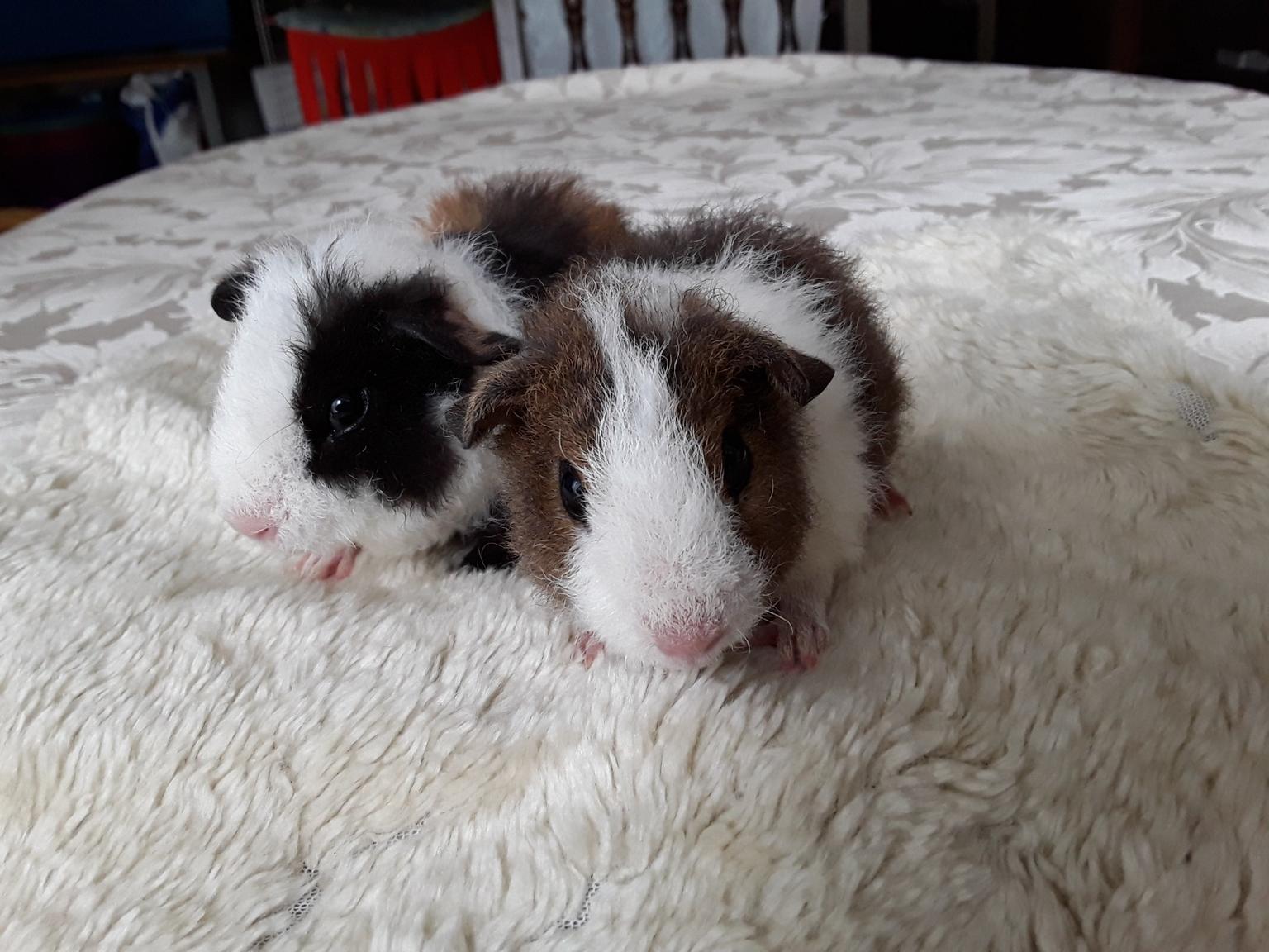 baby teddy guinea pigs for sale