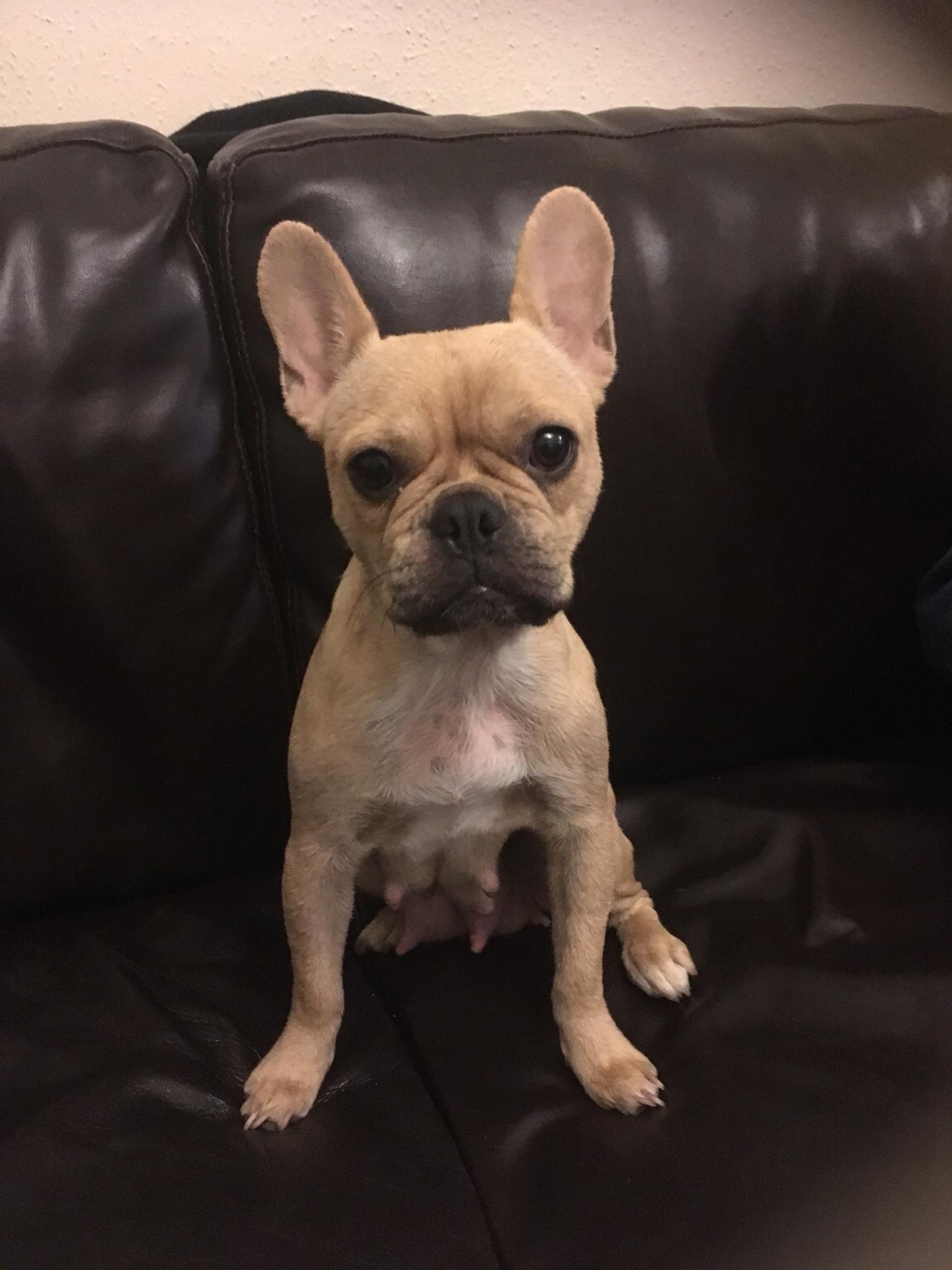 Long Haired Frenchie For Sale Near Me Bulldog Lover