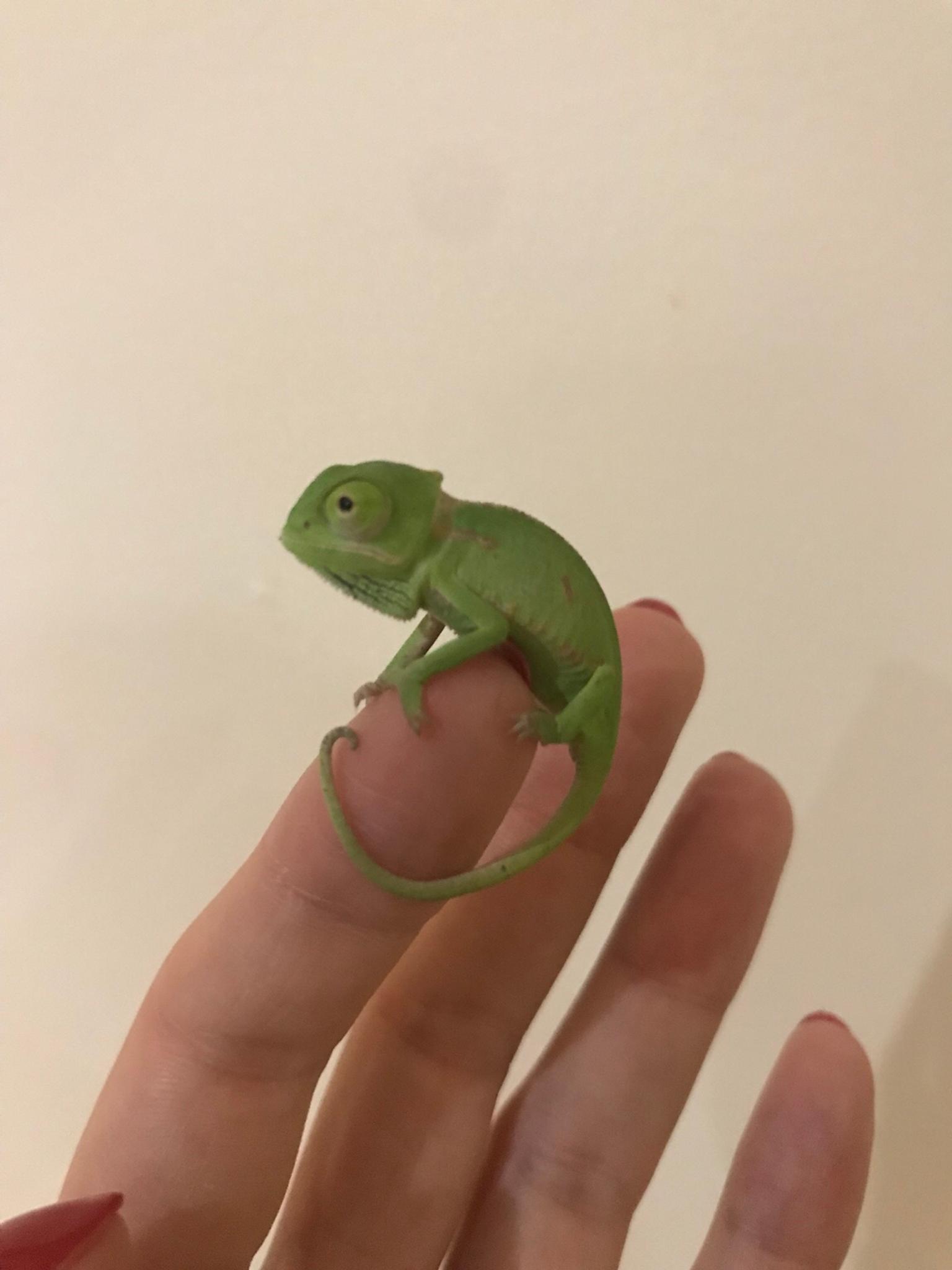 Baby chameleon for sale in UB6 London for £35.00 for sale | Shpock