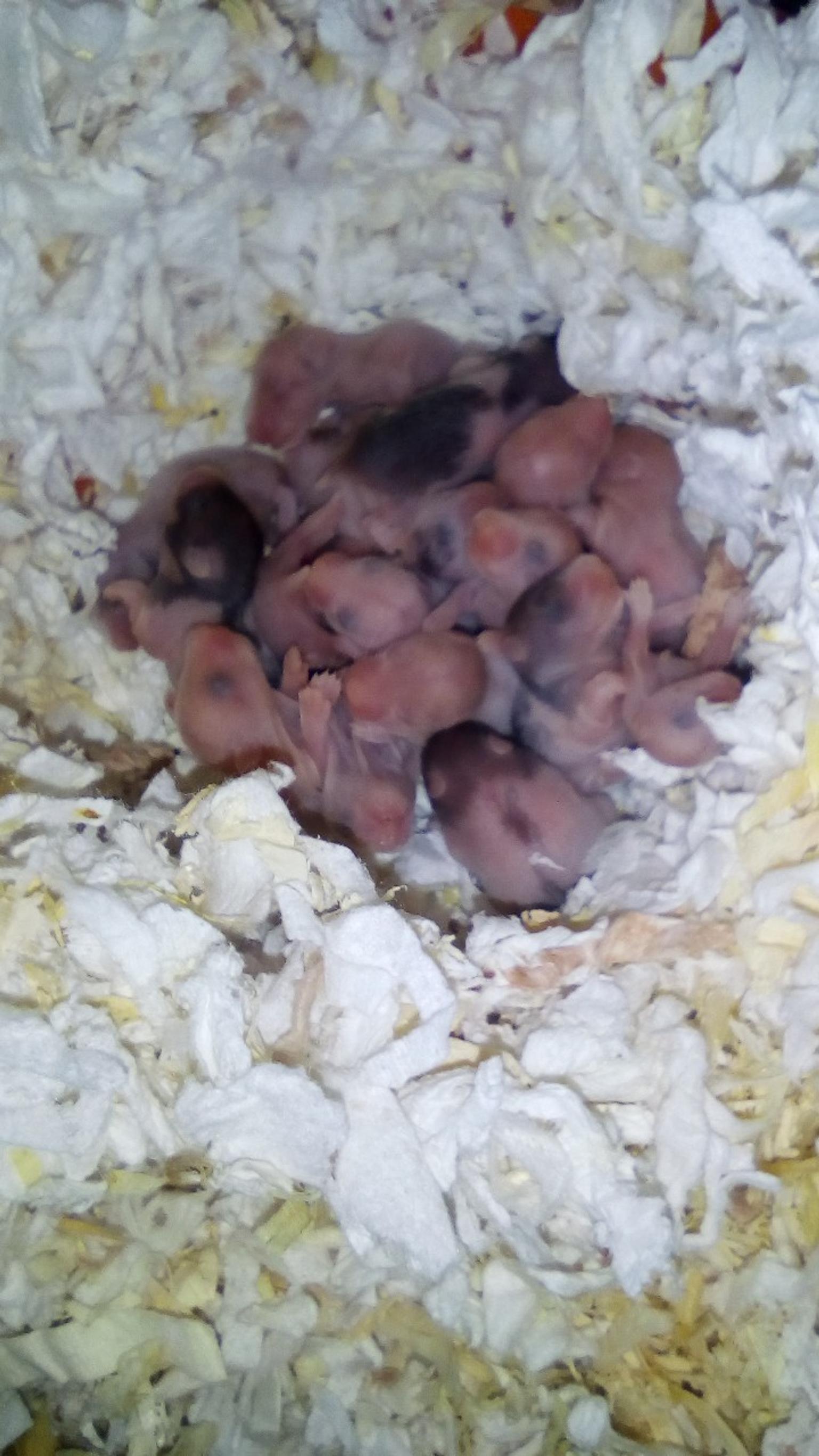 Baby Syrian Hamsters In Cw11 Sandbach For 10 00 For Sale Shpock,How To Make Paper Mache Paste With Glue Water And Flour