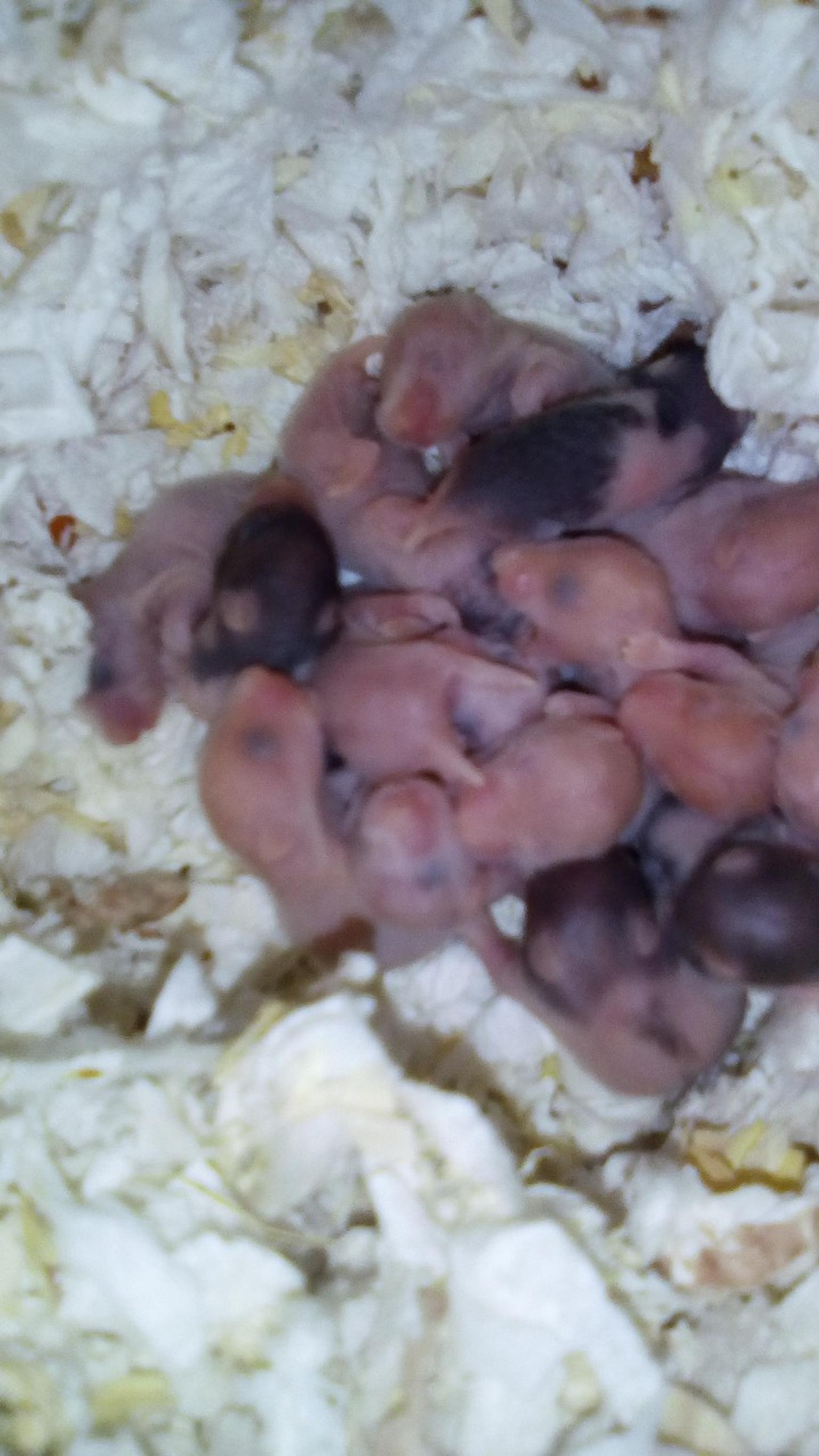 baby hamsters for sale near me