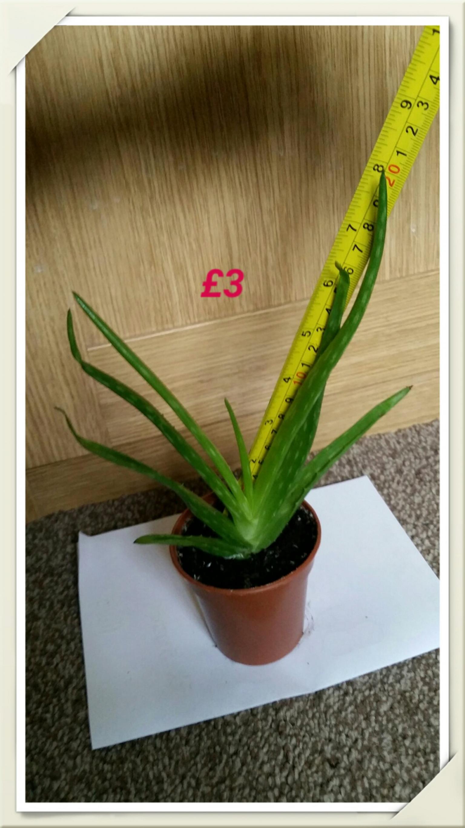Large Aloe Vera Plants From 3 In Tf1 Wellington For 3 00 For
