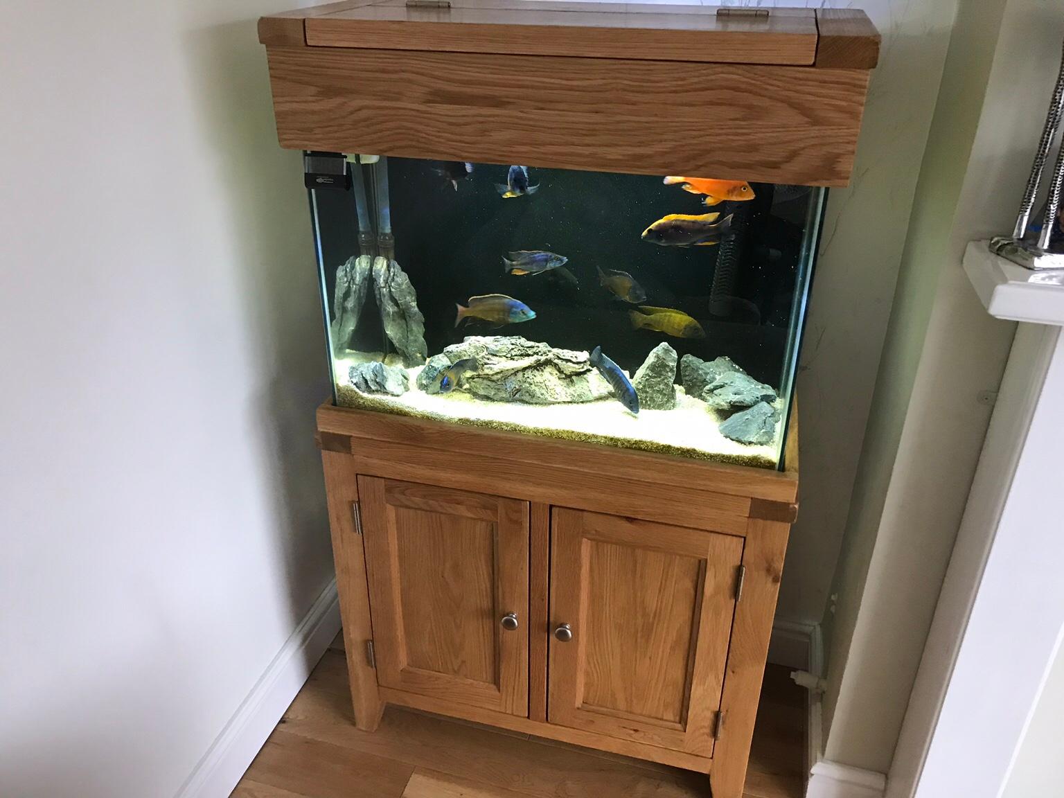 Aqua Oak Fish Tank In Dy8 Dudley Fur 350 00 Zum Verkauf Shpock At