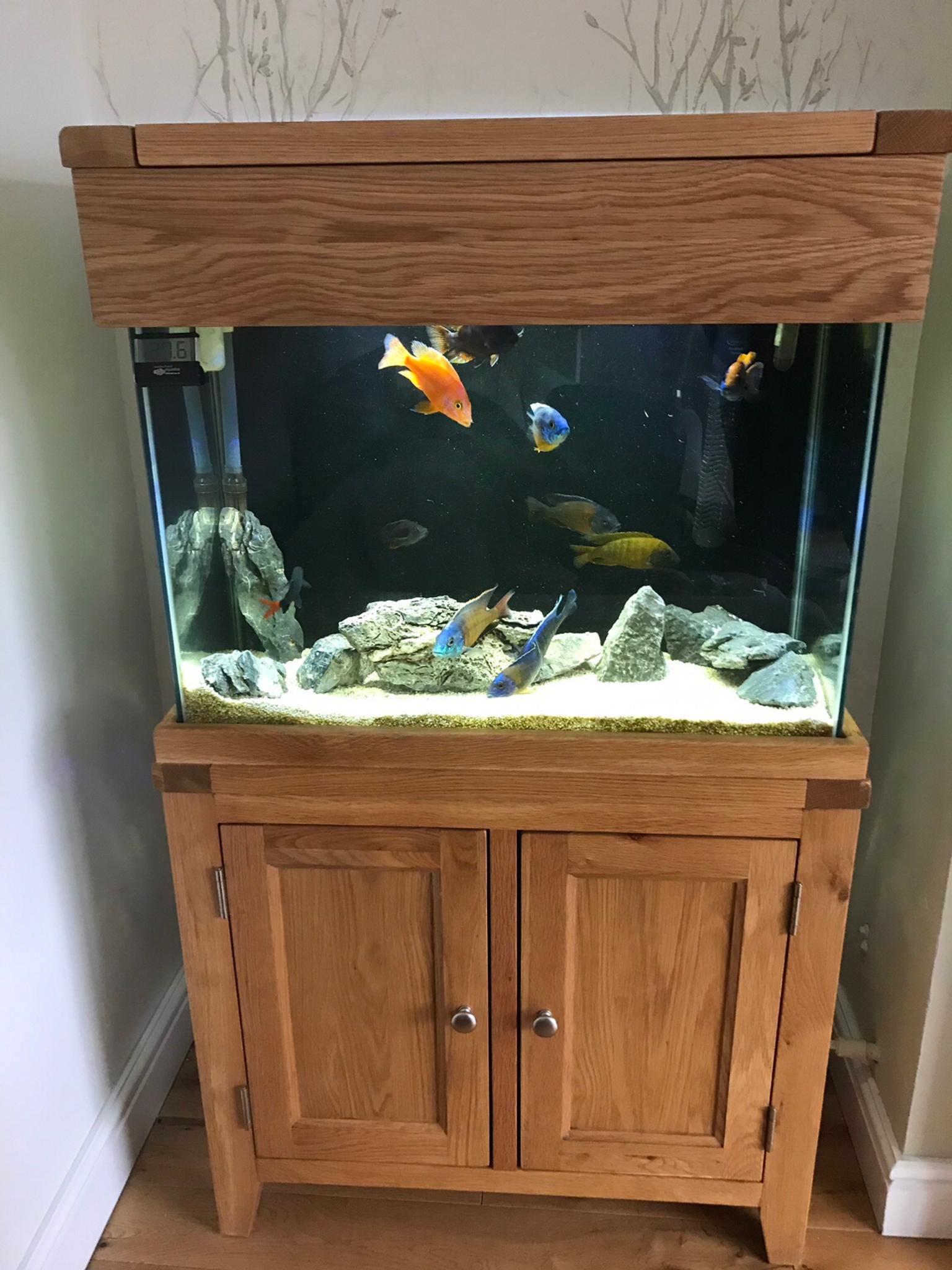 Aqua Oak Fish Tank In Dy8 Dudley Fur 350 00 Zum Verkauf Shpock At