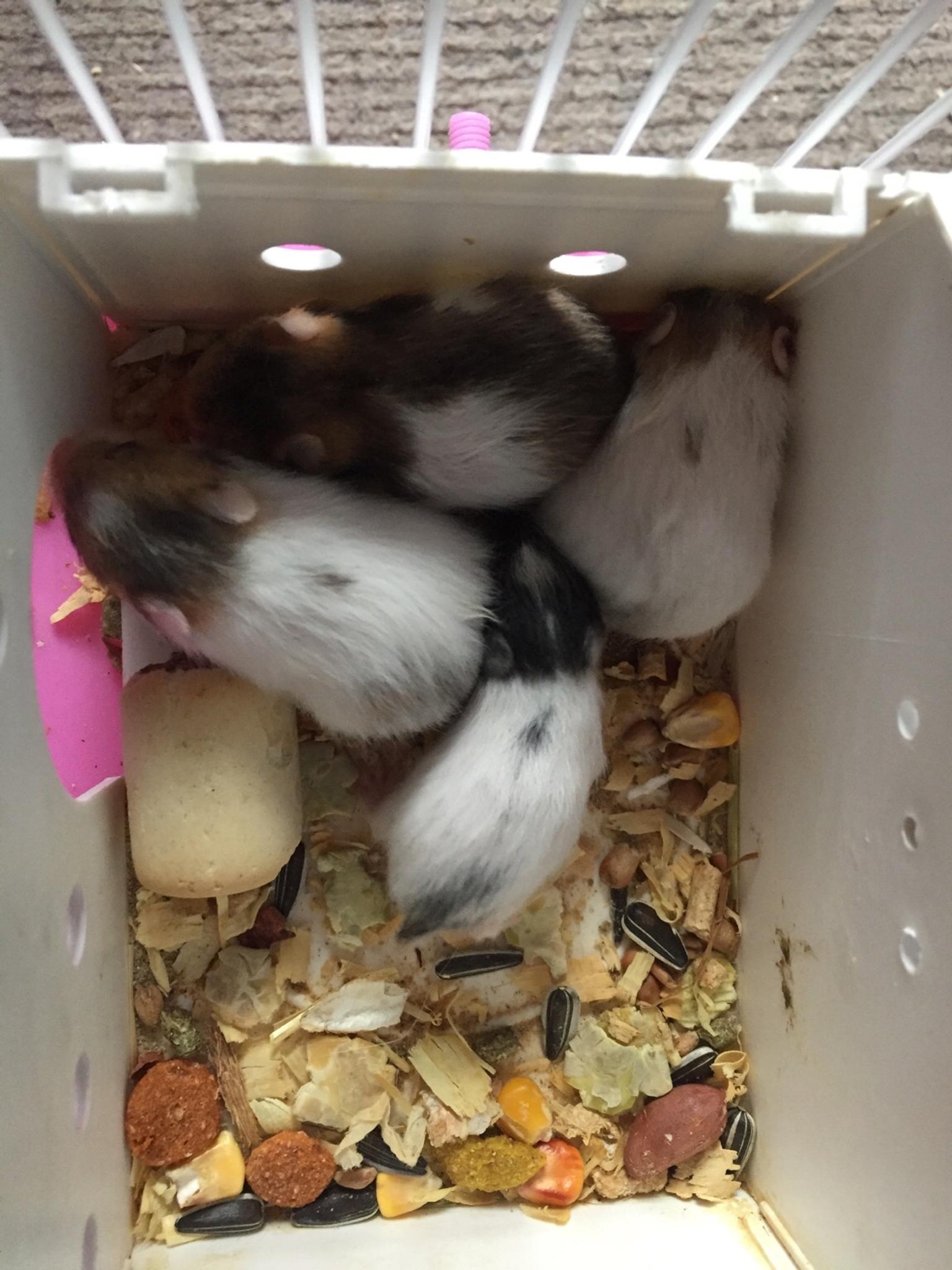 Baby Syrian hamsters for sale in IP2 