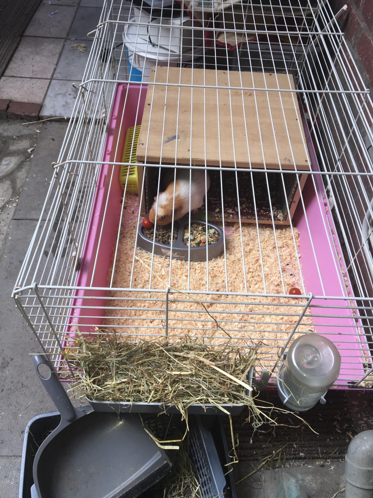 zoella guinea pig hutch