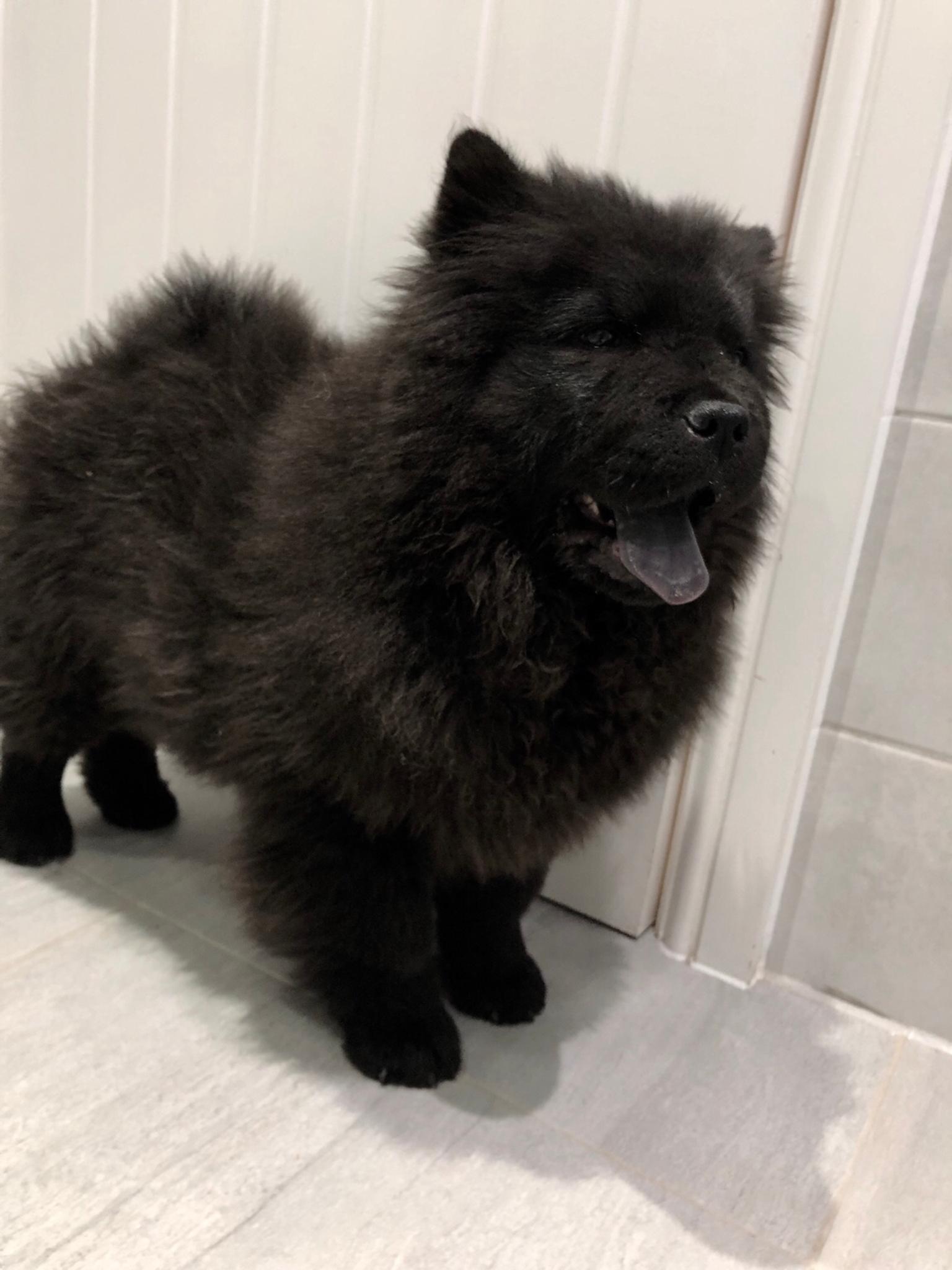 Black Chow Chow puppy in London for £650.00 for sale Shpock