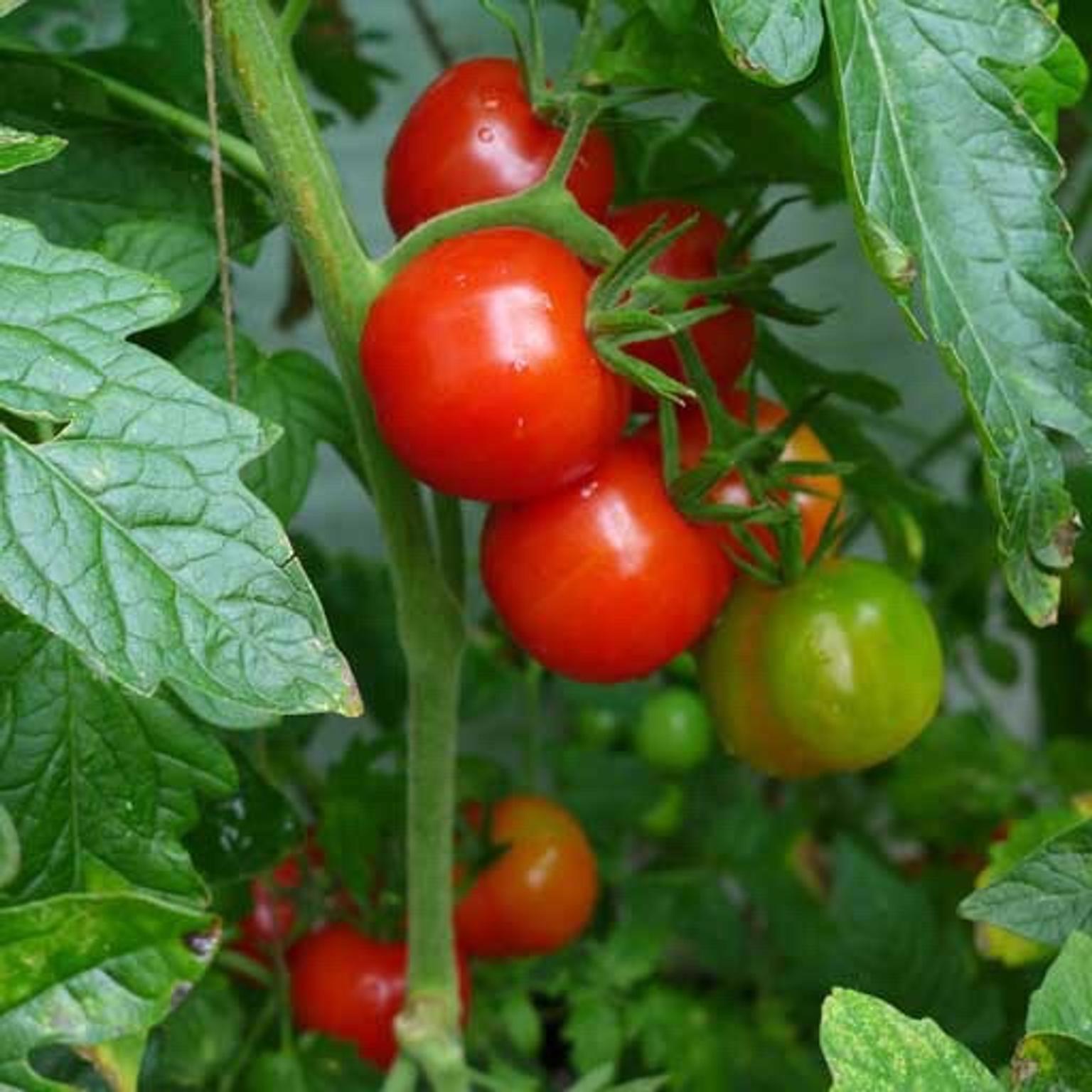 Tomato Plants In Doncaster Fur 0 50 Zum Verkauf Shpock De