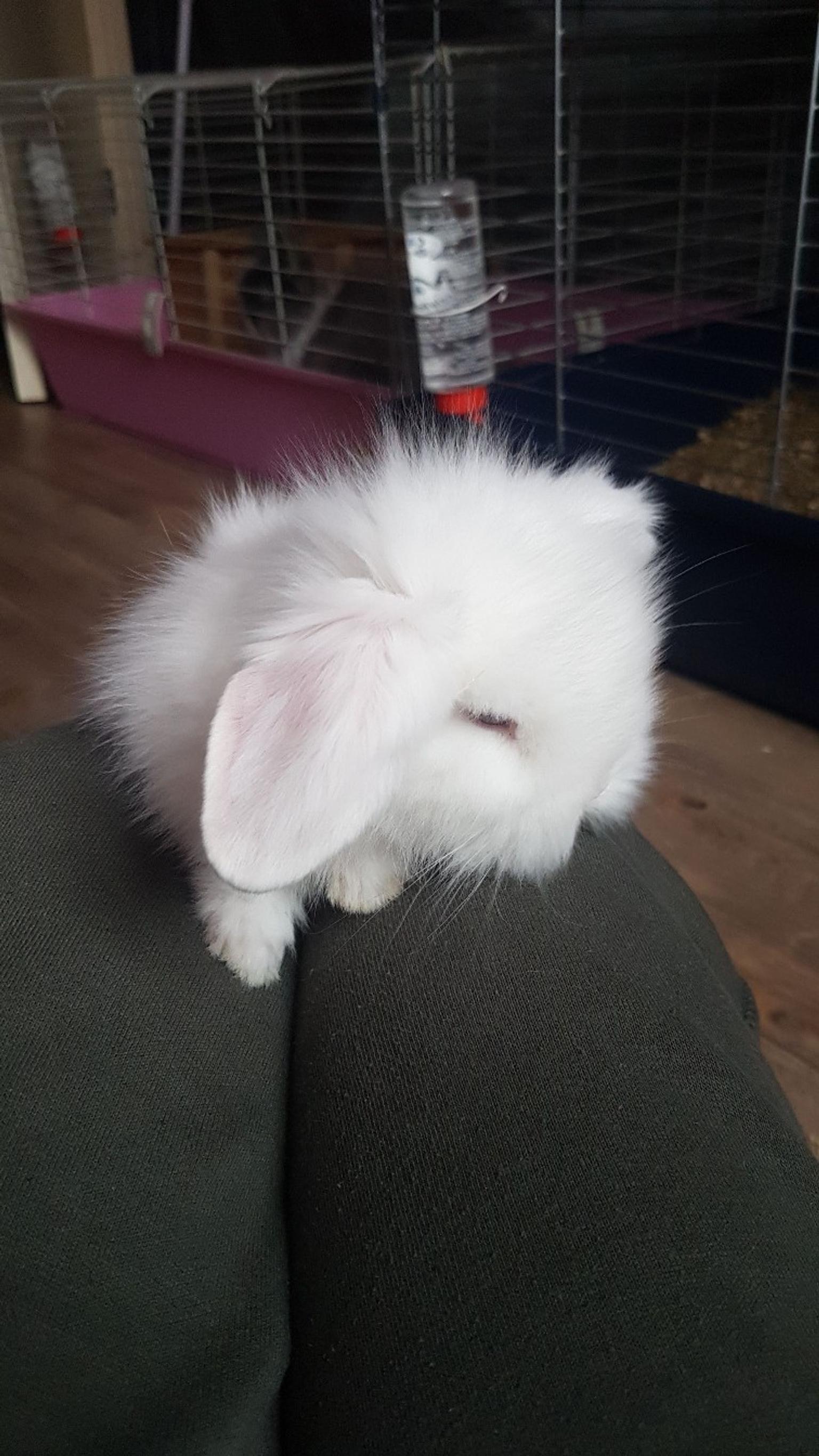 Lionhead Baby Rabbit Female In Wv14 Sandwell For 30 00 For Sale Shpock