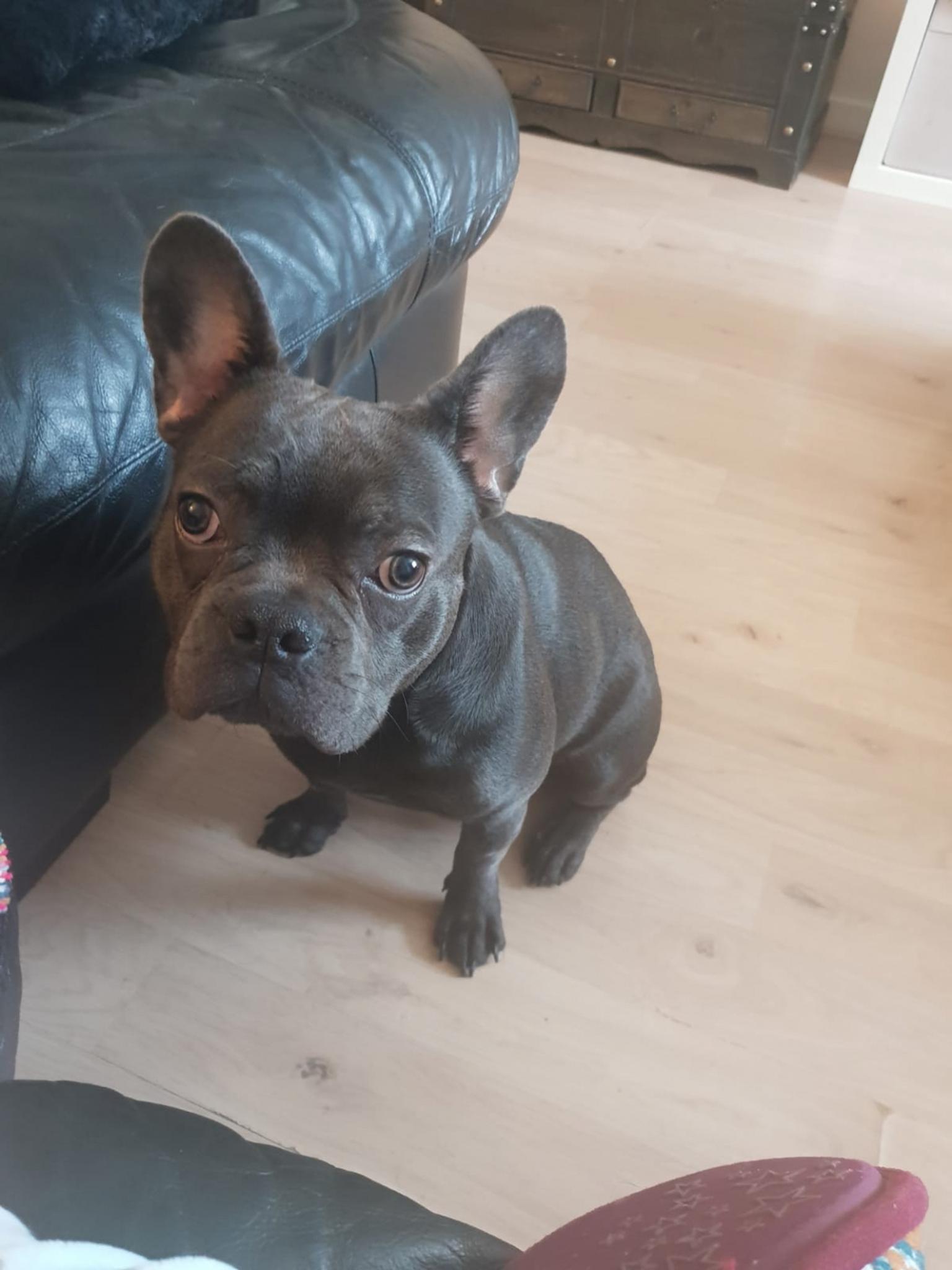 Male French bulldog for sale 1 year old in Walsall for £