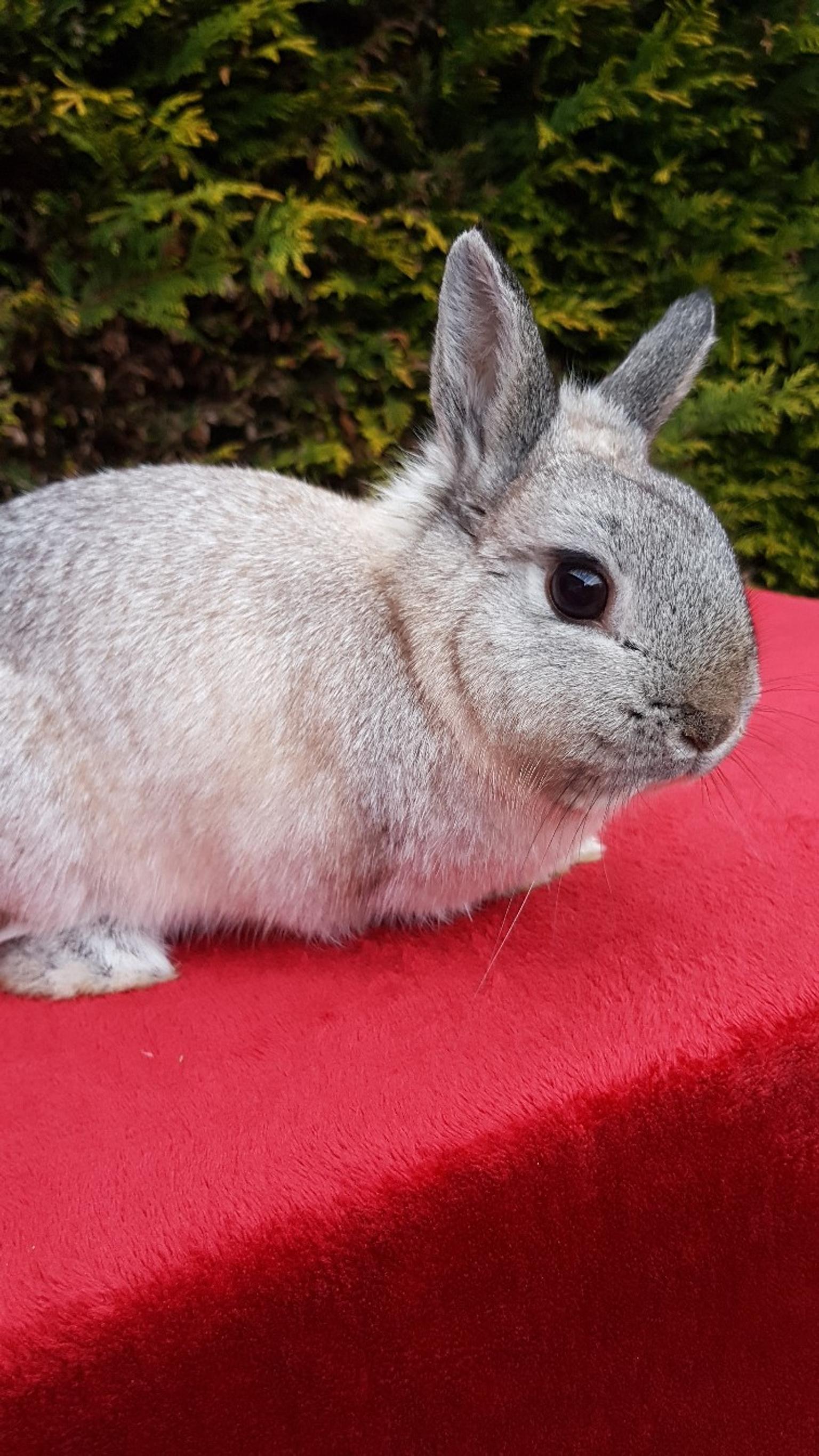 dwarf rabbits pets at home