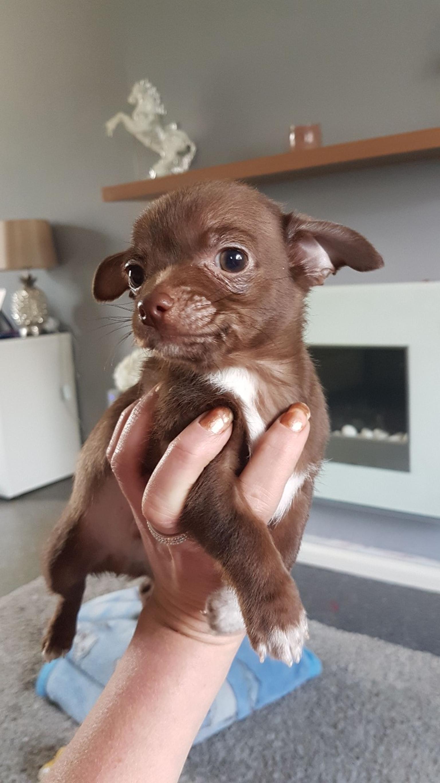 chihuahua puppies for sale in DA12 Gravesend for £300.00