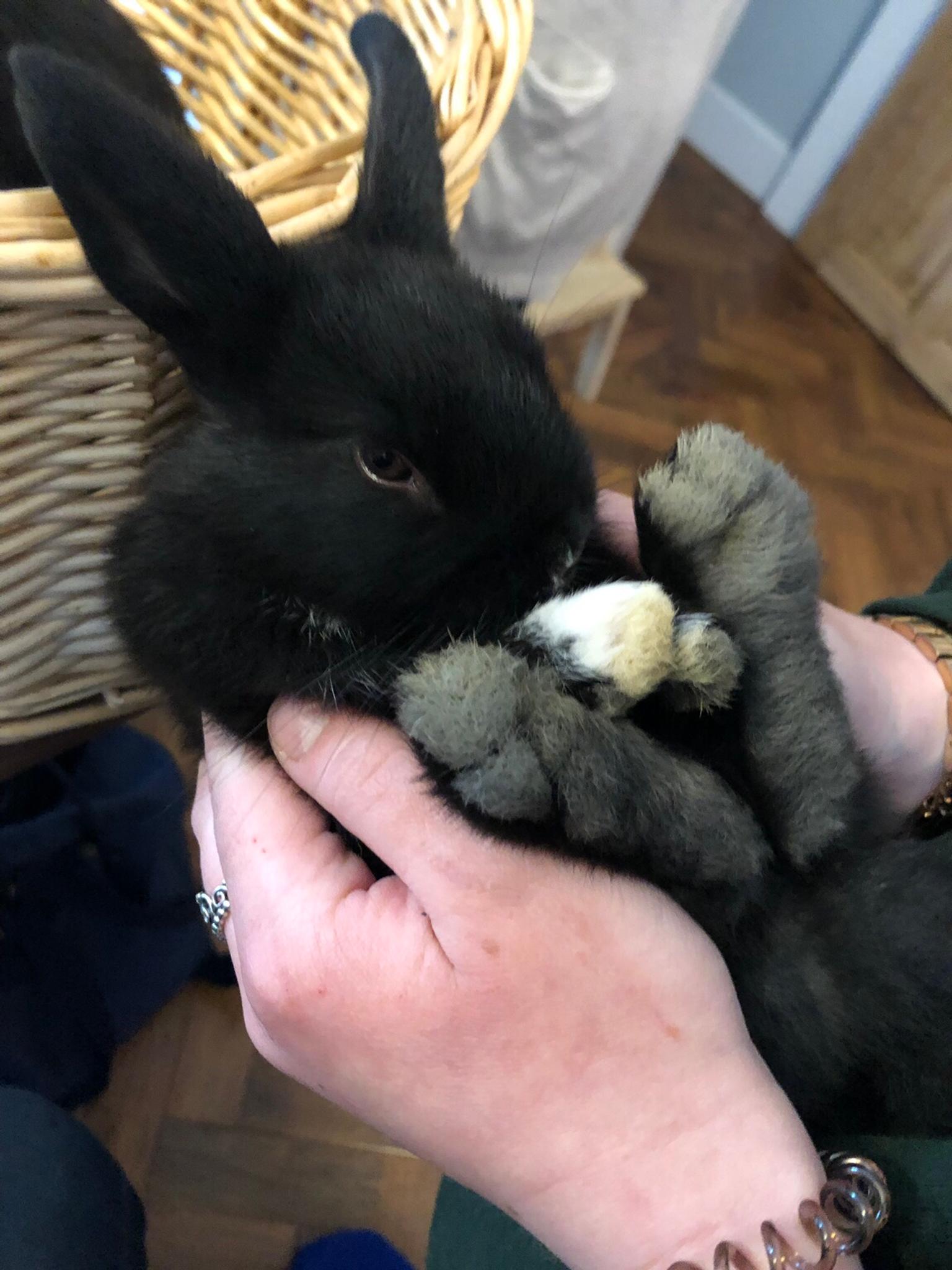 dwarf hotot rabbits for sale craigslist