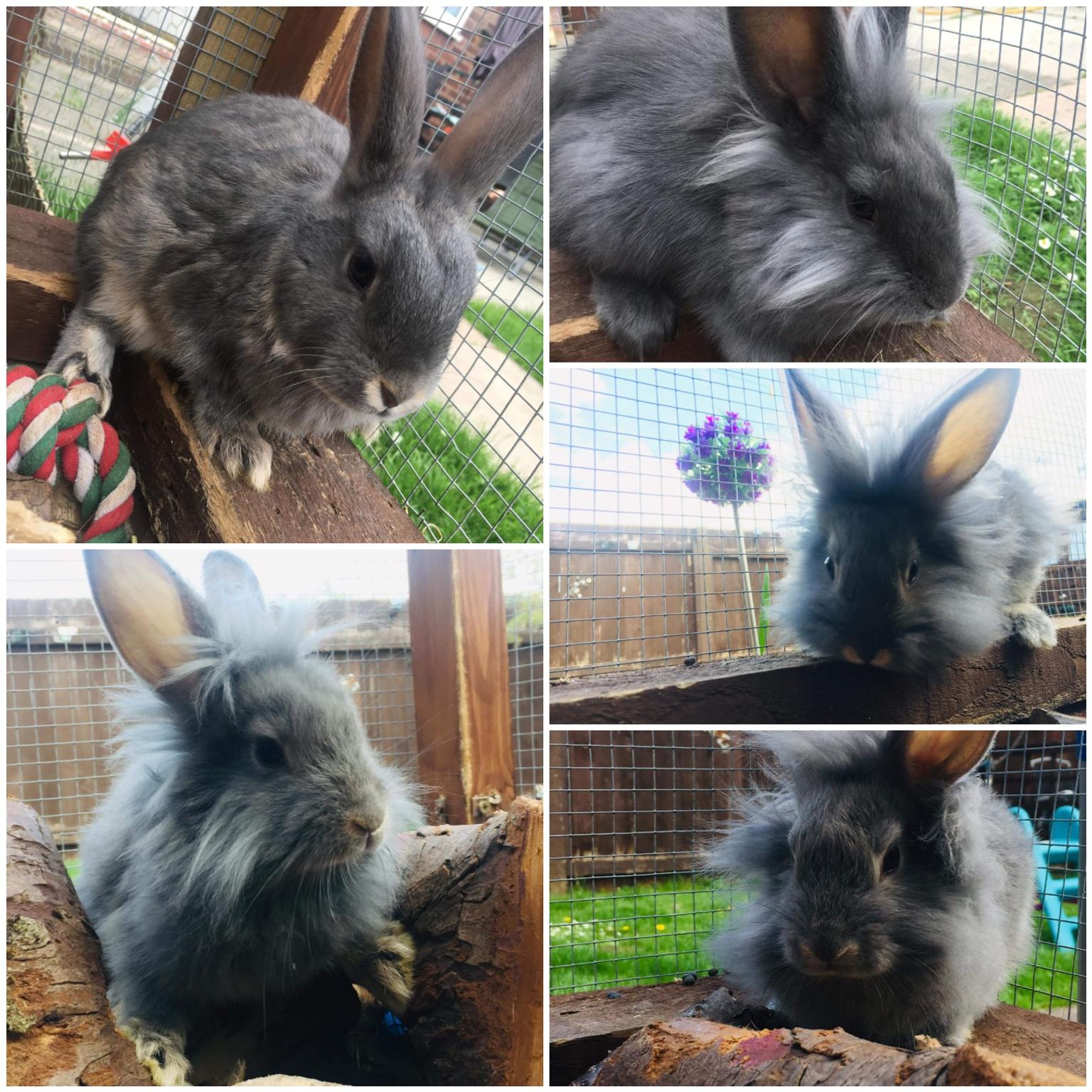 Baby Lionhead Rabbits In Wa7 Runcorn For 30 00 For Sale Shpock