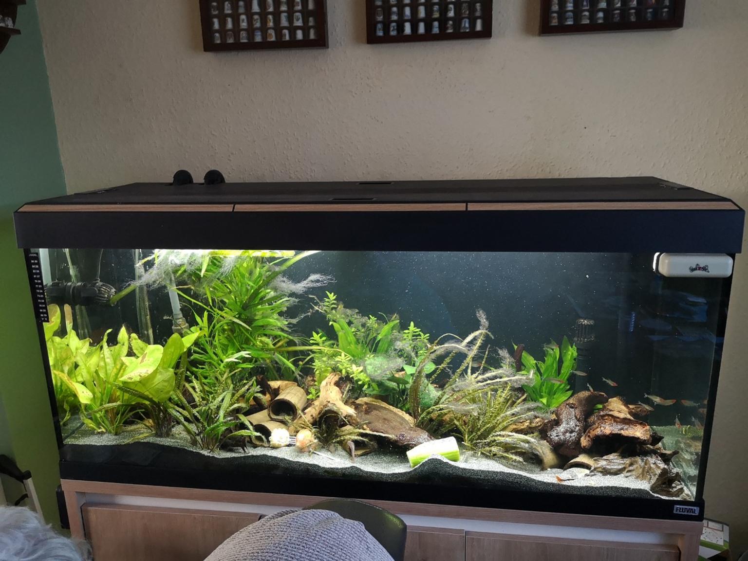 Fish Tank Fluval 240 Litres No Fish In Ex4 Exeter Fur 250 00