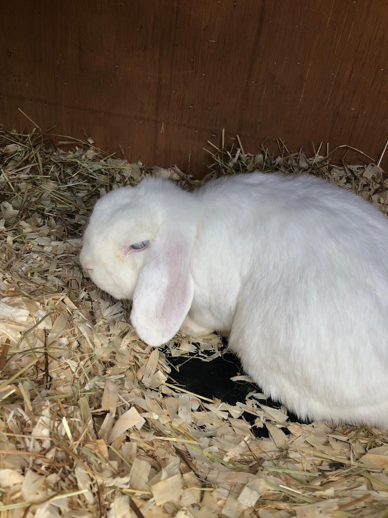 white french lop