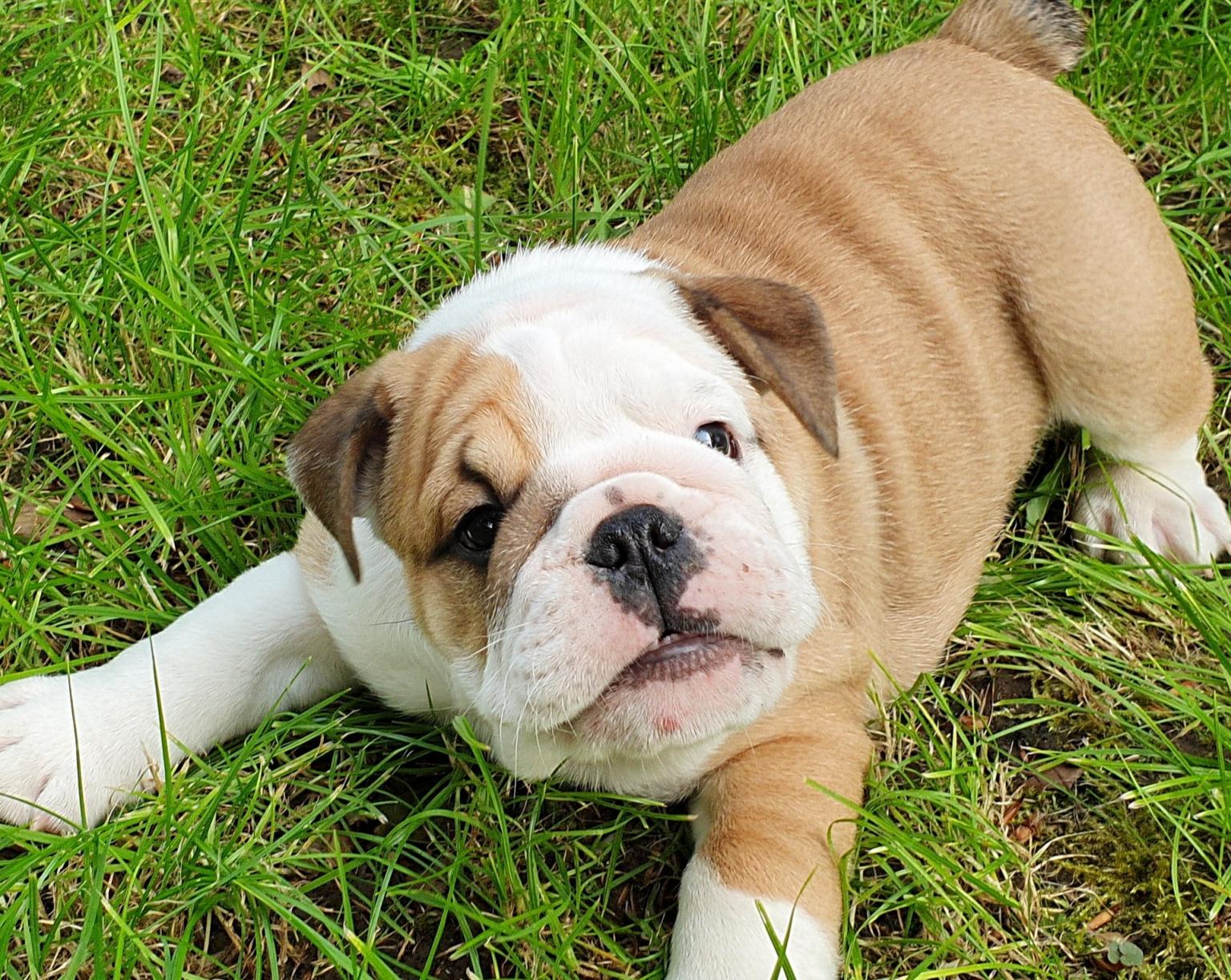 british bulldog pups in Stockport for £1,800.00 for sale