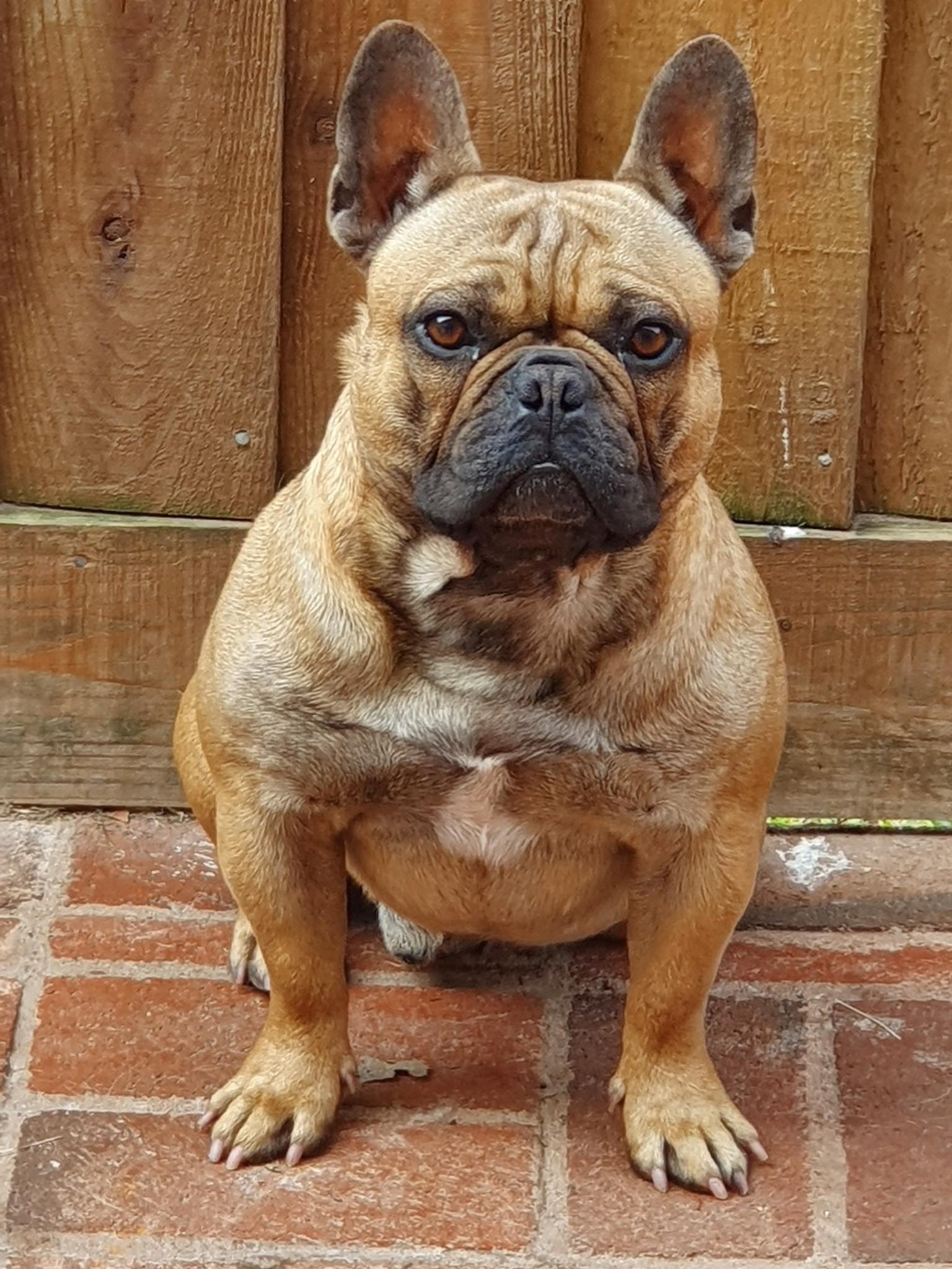 99+ Kc Registered French Bulldogs For Sale Near Me