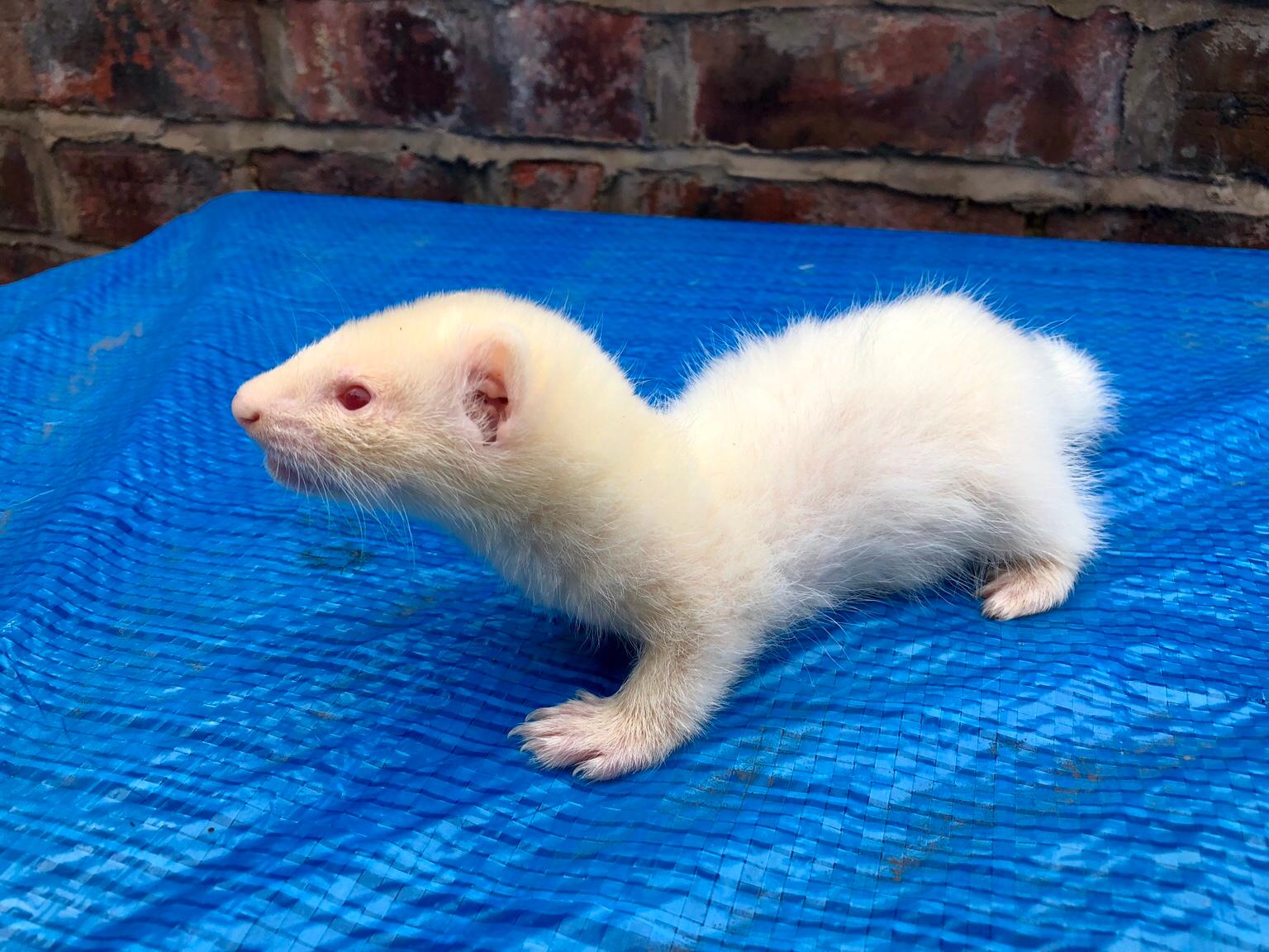 Baby Albino Ferret Kit Hob In Wa1 Padgate For 20 00 For Sale Shpock