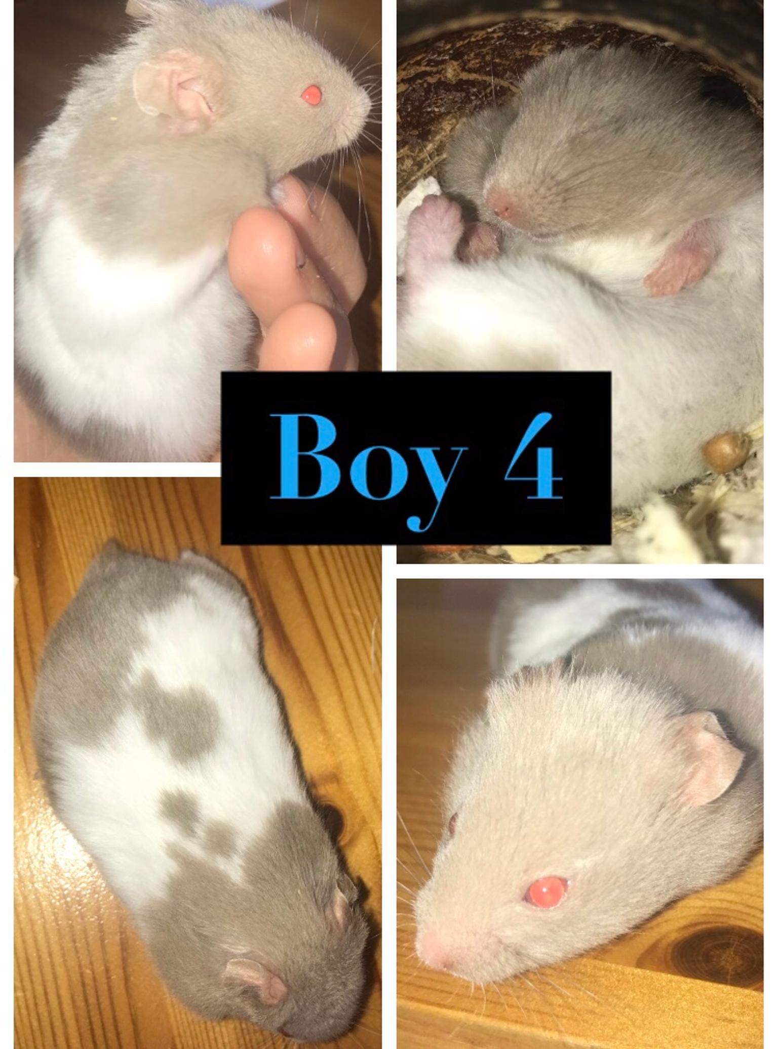 5 week old hamster