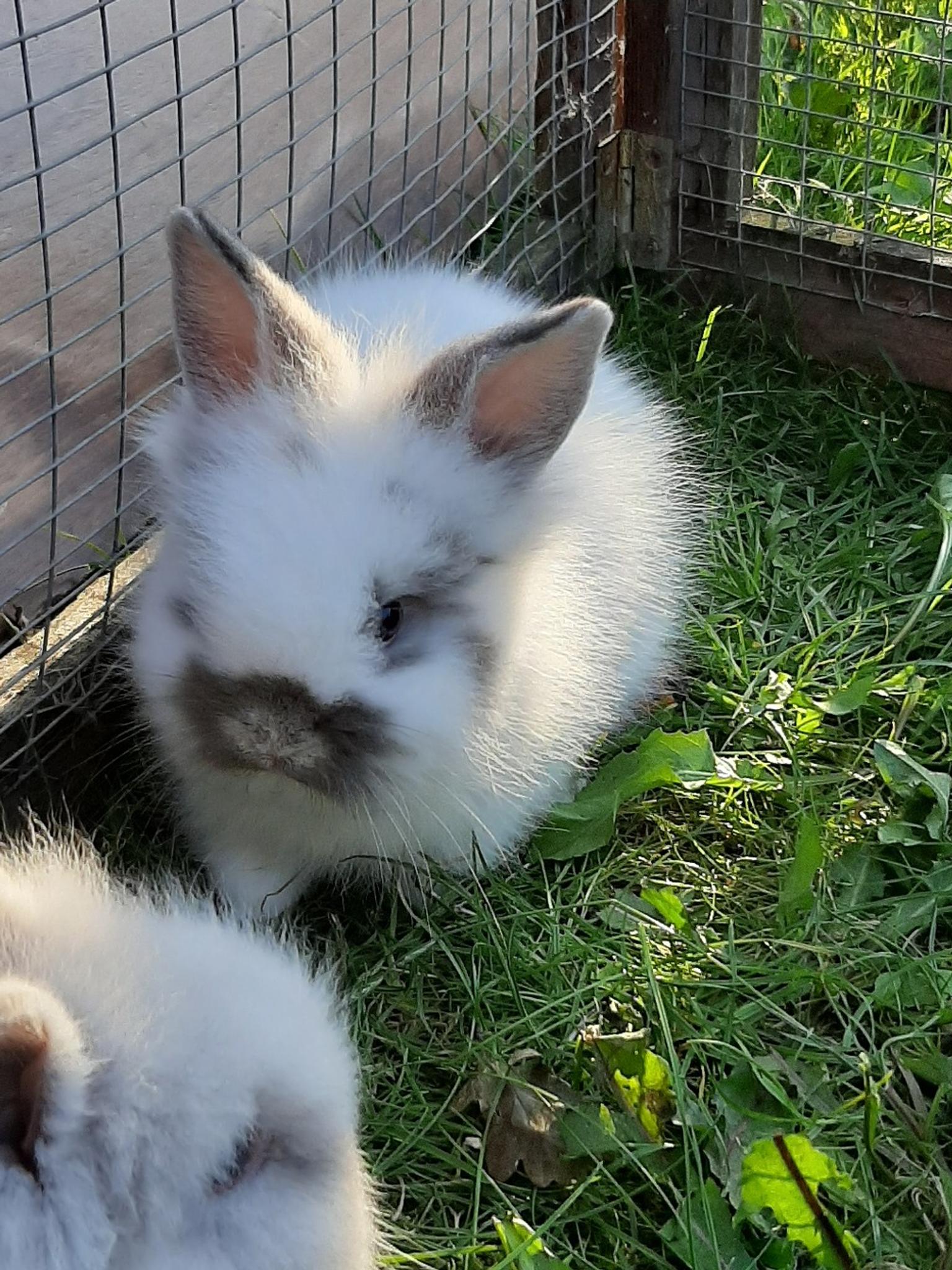 Baby Lionhead Rabbits In Ss12 Basildon For 10 00 For Sale Shpock