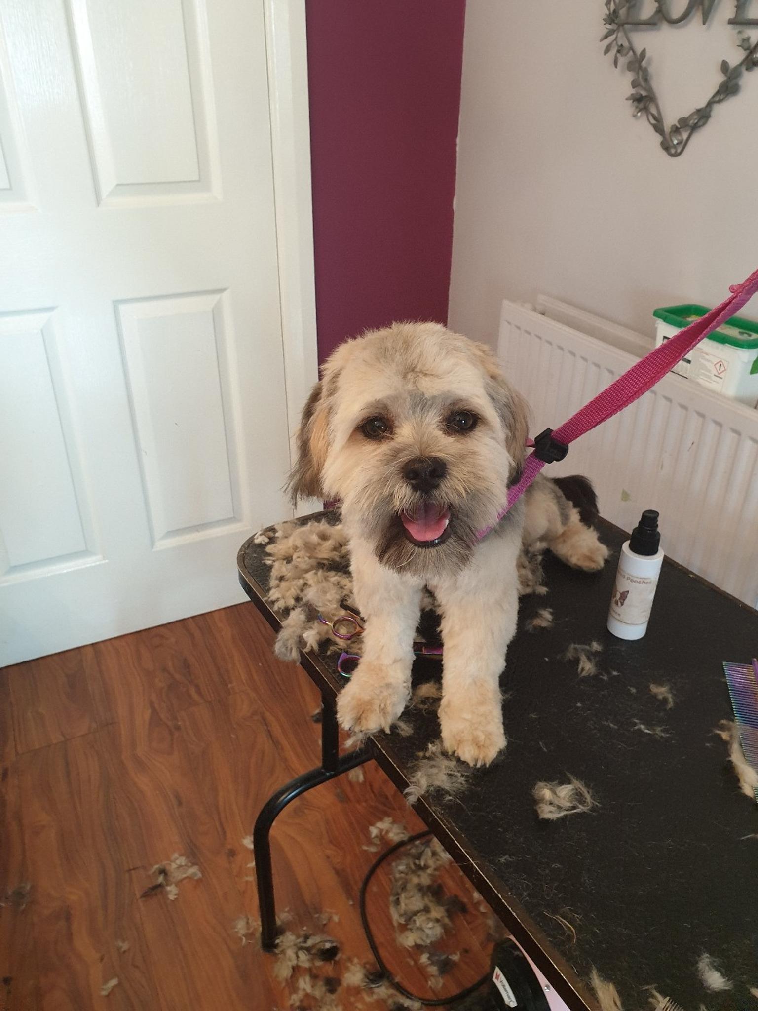 dog groomer in L11 Liverpool for £20.00 for sale Shpock