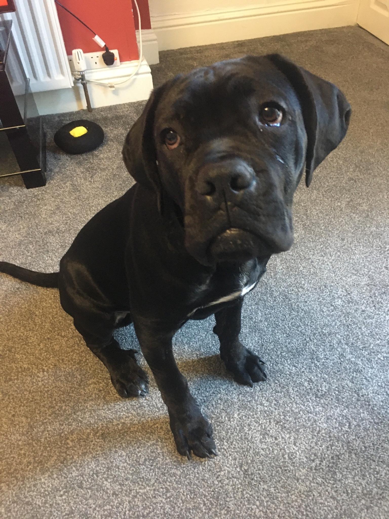Cane Corso Puppy in SR7 Seaham for £500.00 for sale Shpock