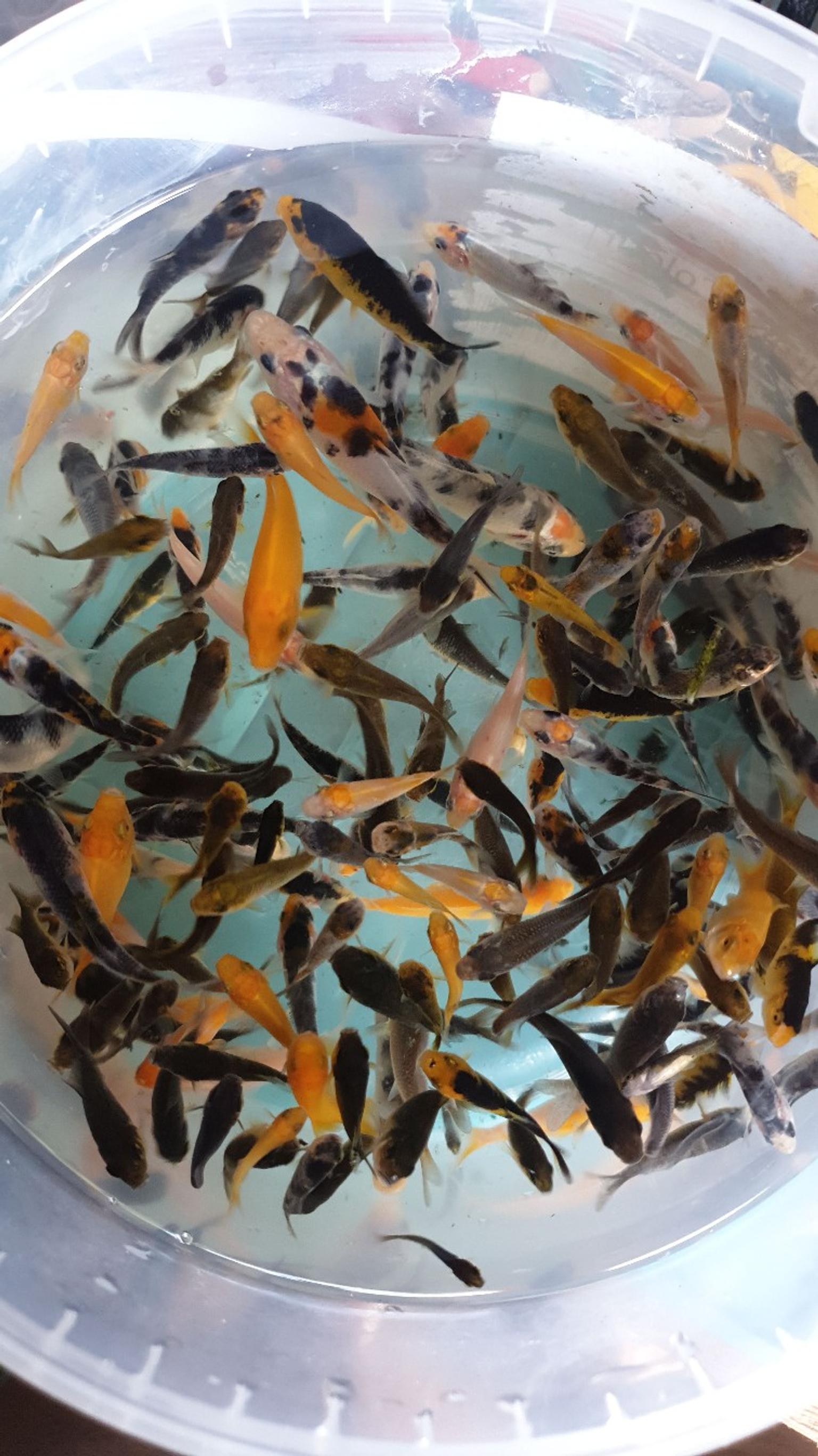 Small Koi In Sm4 London For 4 00 For Sale Shpock